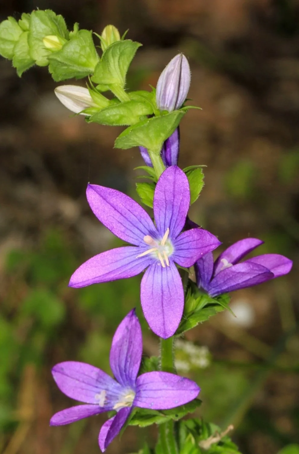 Venus' Looking Glass (Triodanis perfoliata)