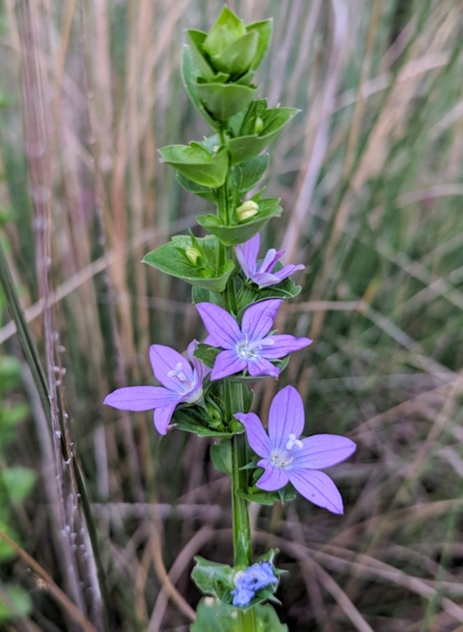 Venus' Looking Glass (Triodanis perfoliata)