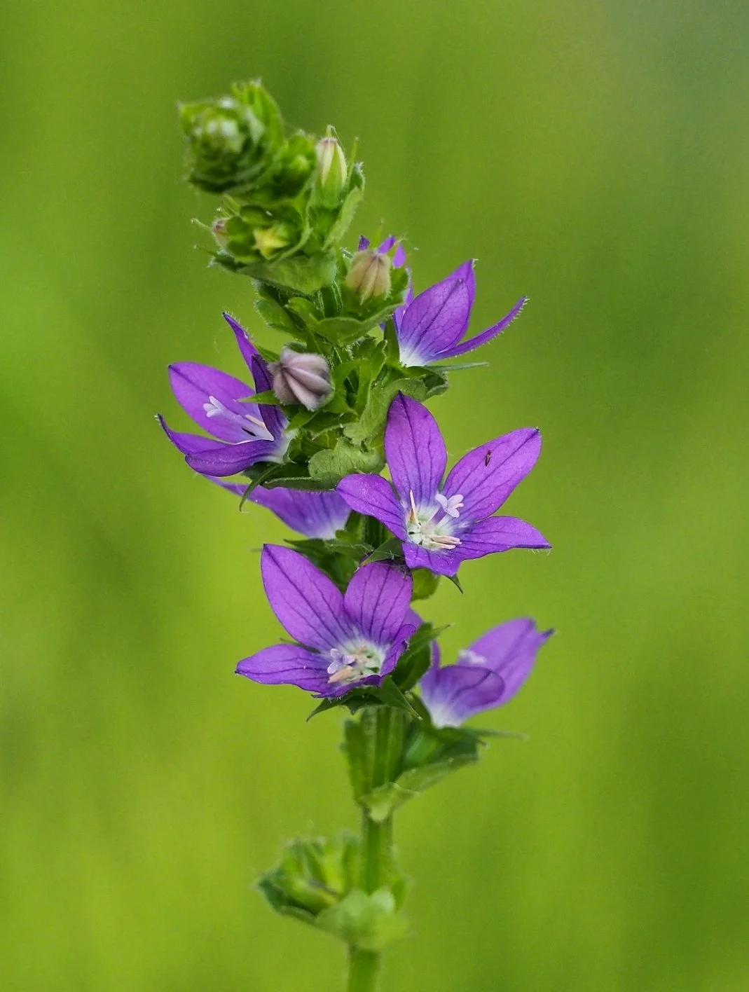 Venus' Looking Glass (Triodanis perfoliata)