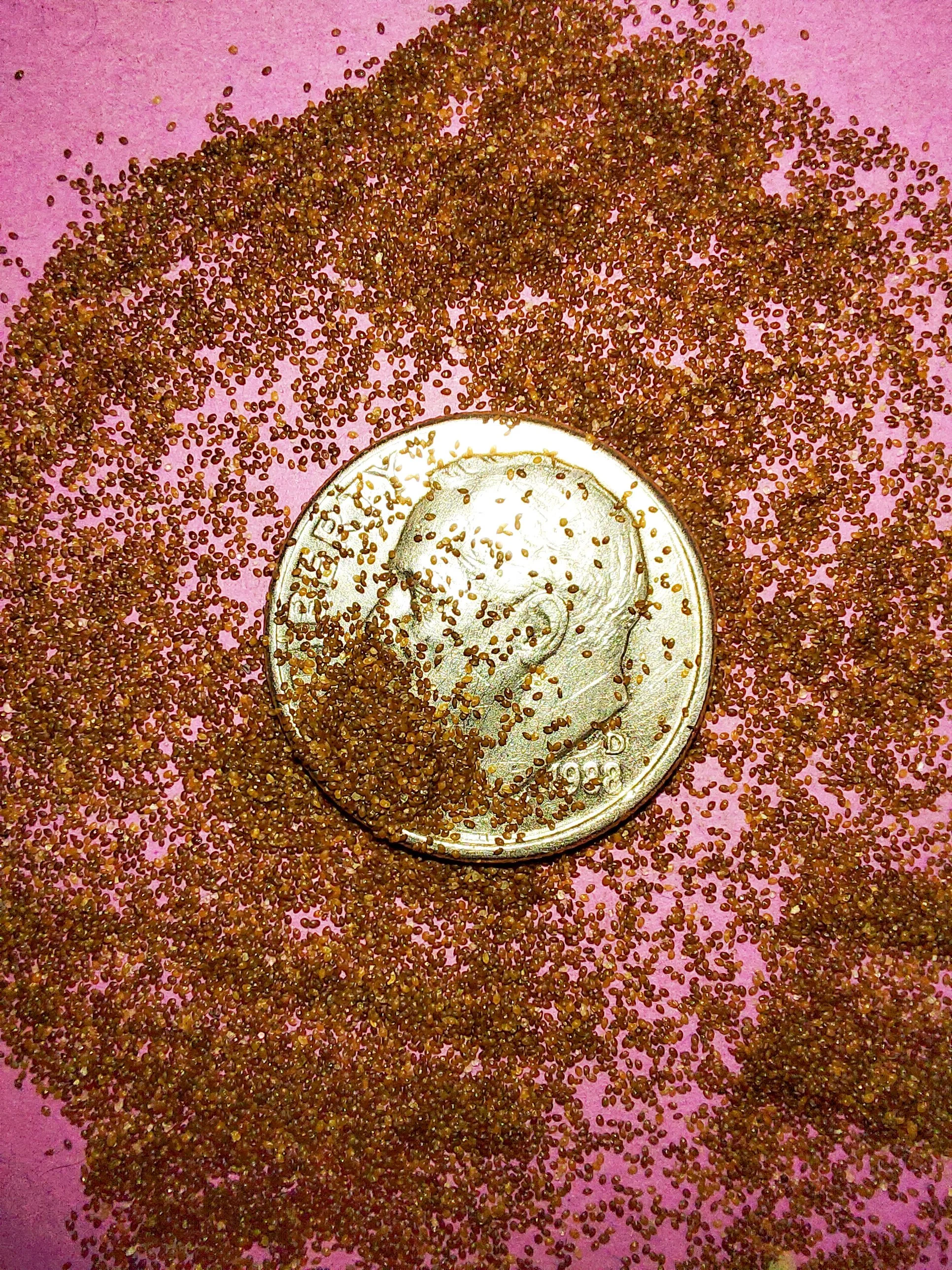 Venus' Looking Glass (Triodanis perfoliata)