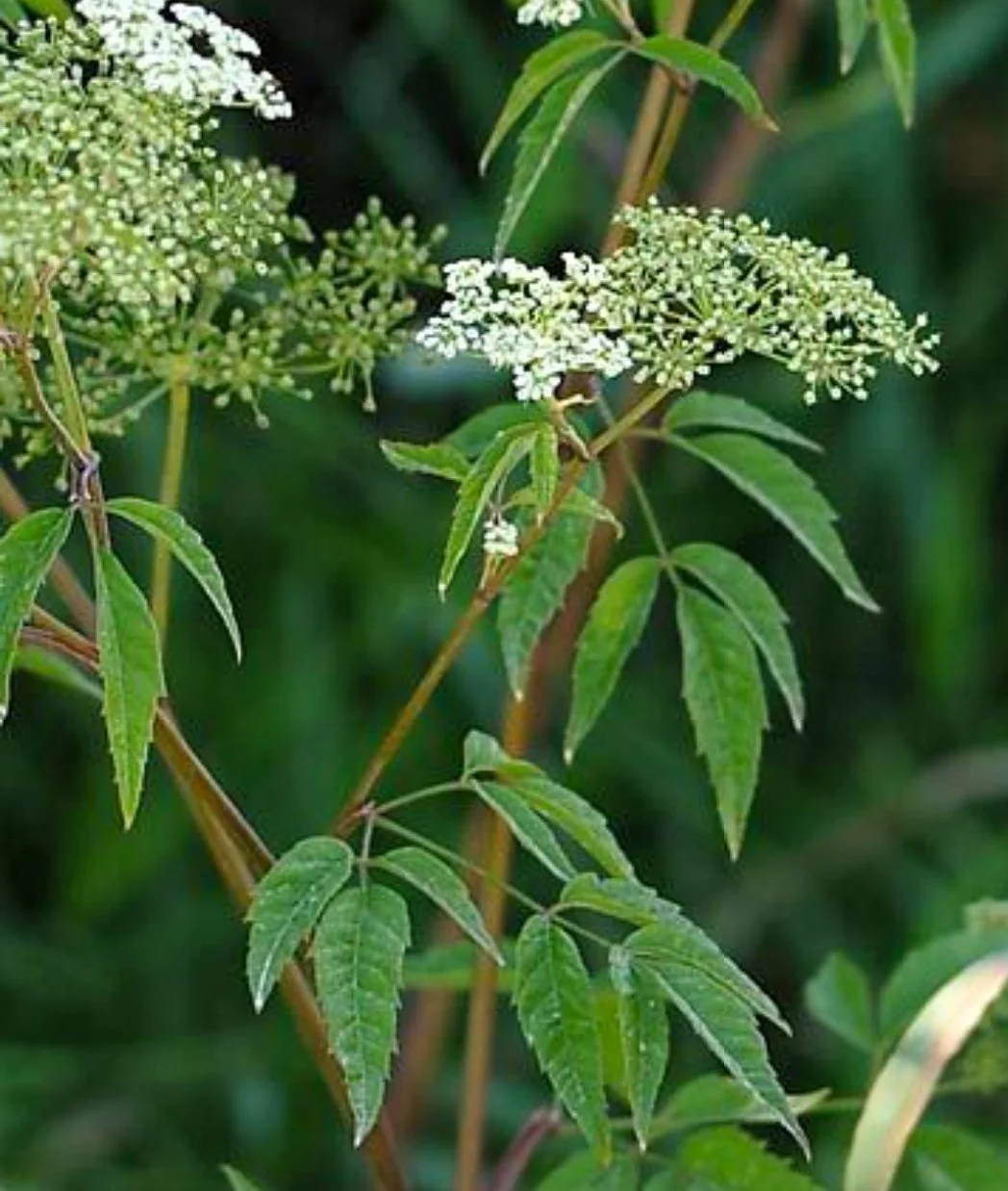 Water Hemlock (Cicuta maculata)