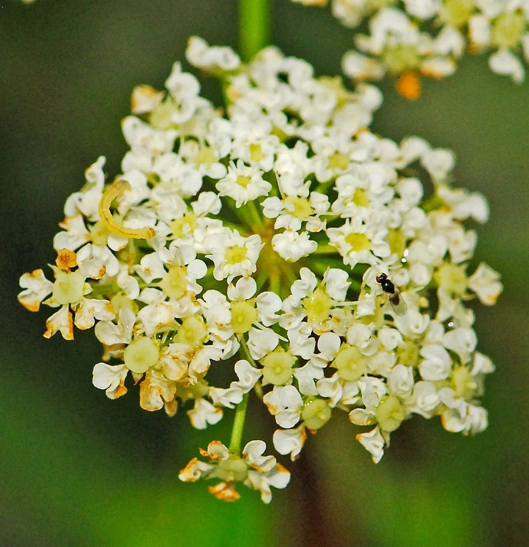 Water Hemlock (Cicuta maculata)