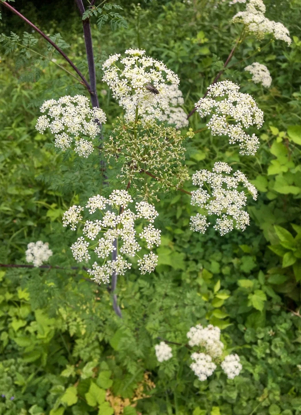 Water Hemlock (Cicuta maculata)