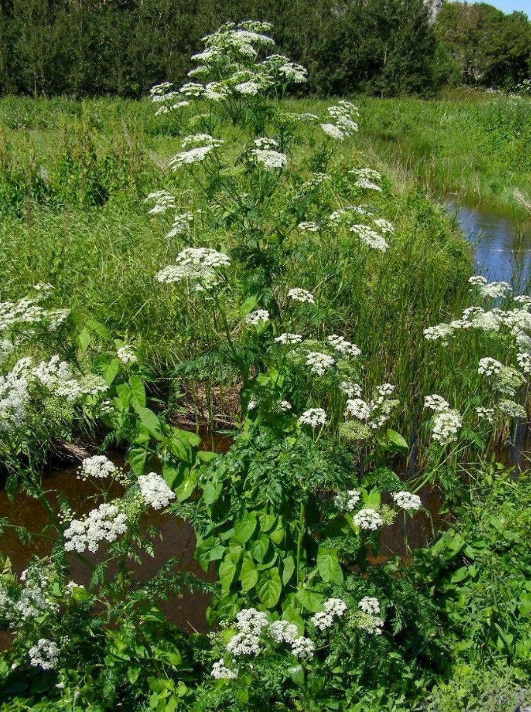 Water Hemlock (Cicuta maculata)