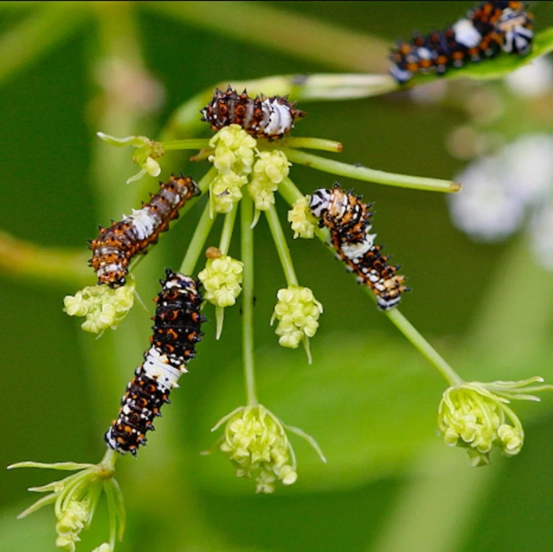 Water Hemlock (Cicuta maculata)