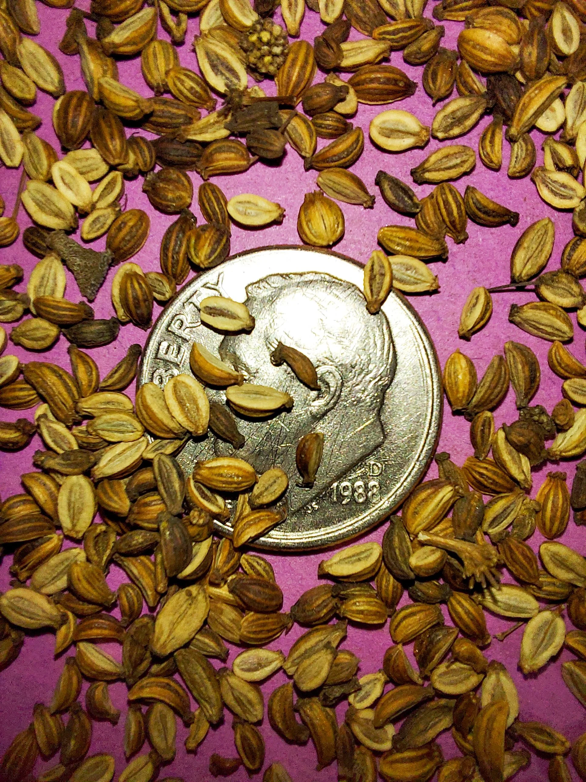 Water Hemlock (Cicuta maculata)