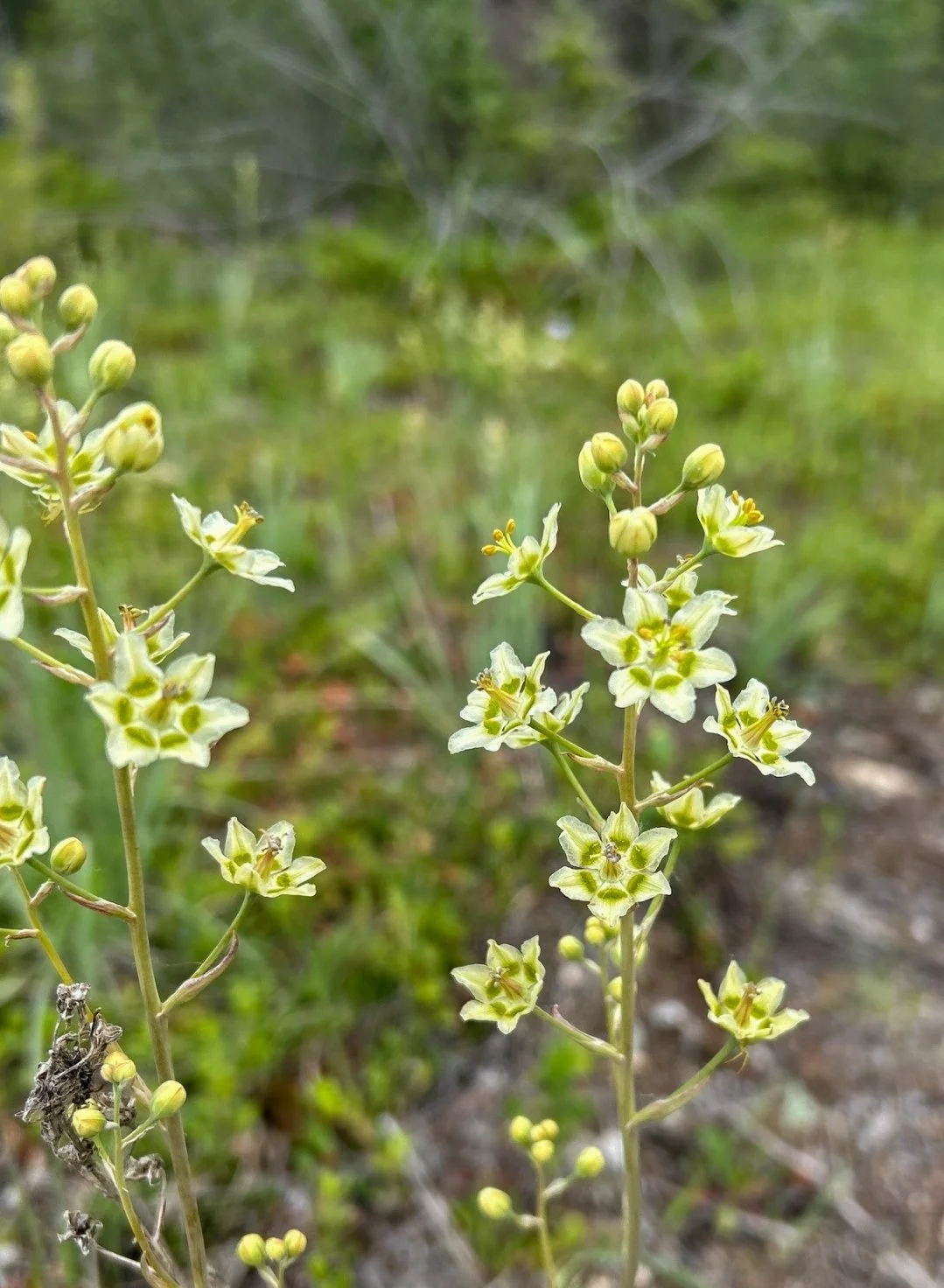 White Camas (Anticlea elegans)