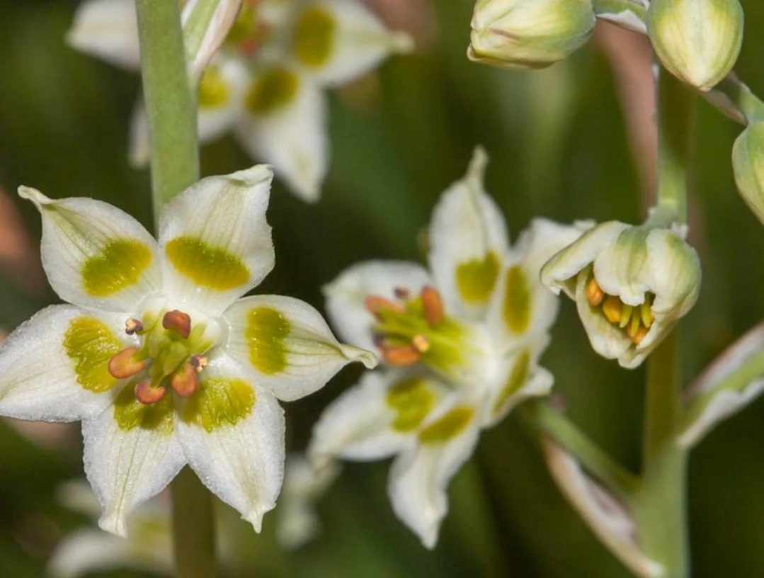 White Camas (Anticlea elegans)