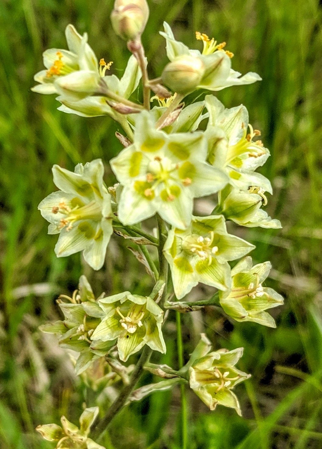 White Camas (Anticlea elegans)