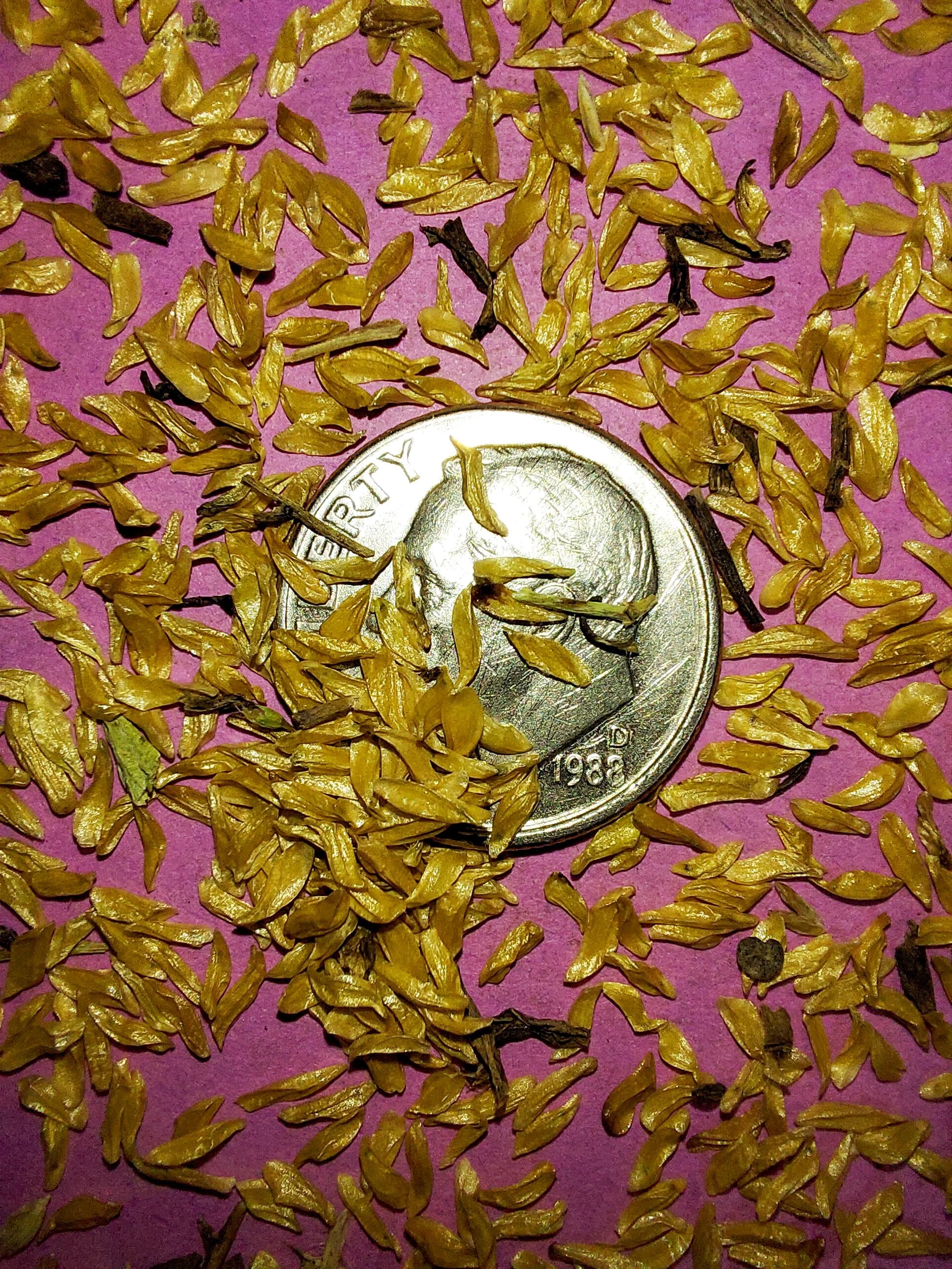 White Camas (Anticlea elegans)