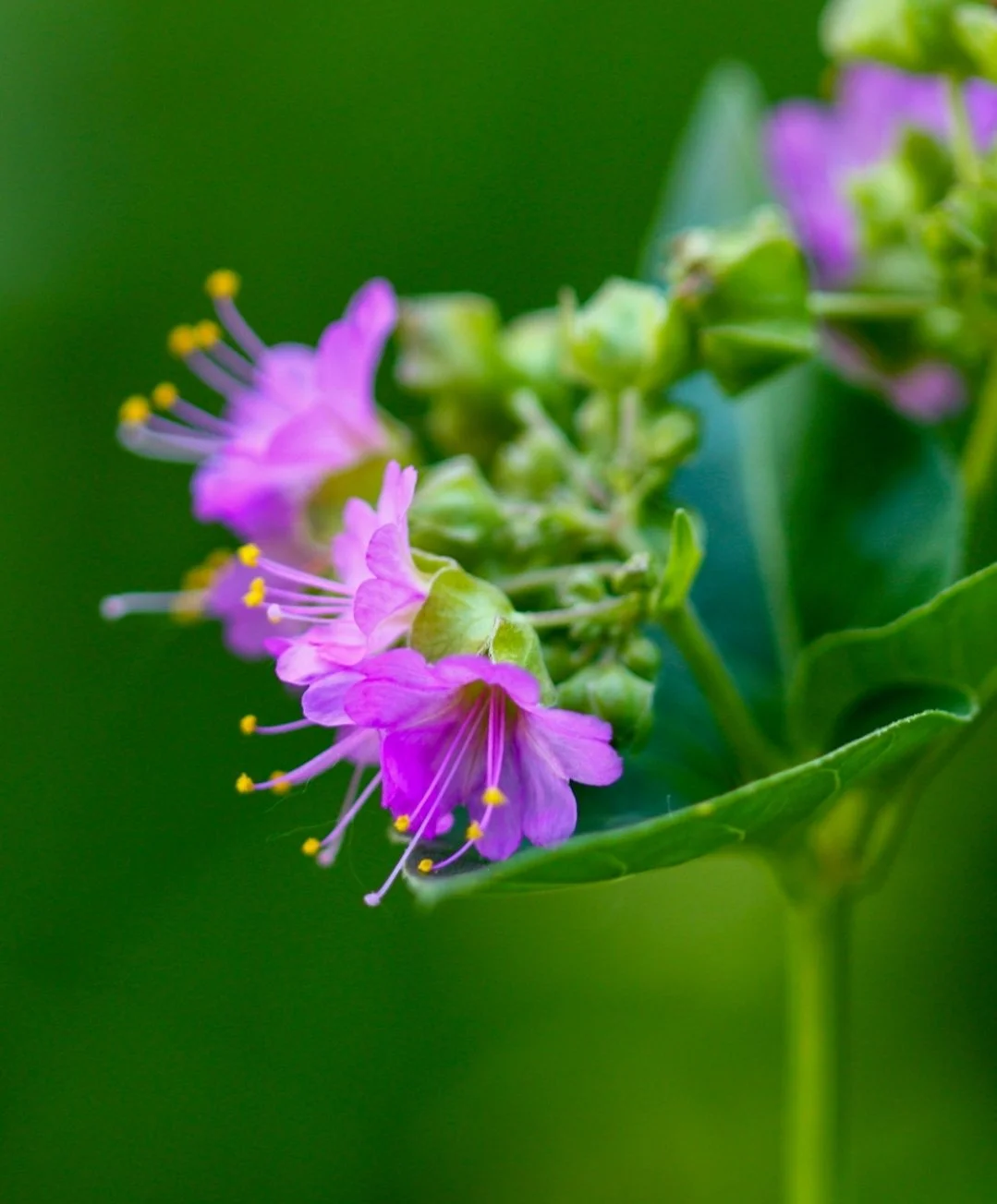 Wild Four O'Clock (Mirabilis nyctaginea)