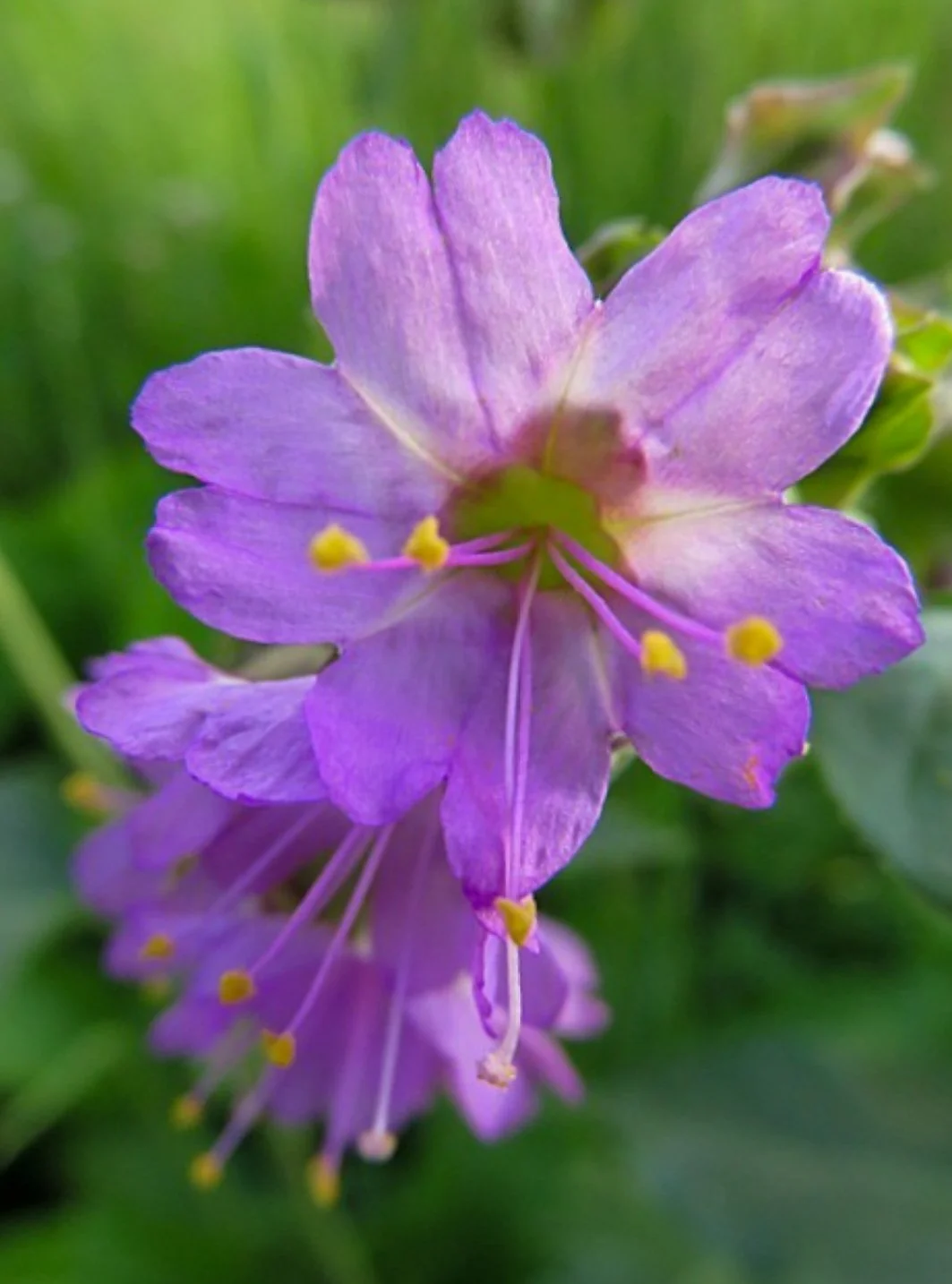Wild Four O'Clock (Mirabilis nyctaginea)