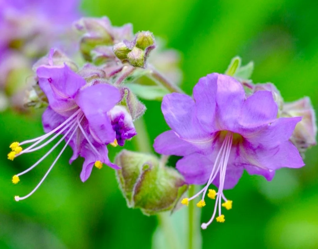 Wild Four O'Clock (Mirabilis nyctaginea)