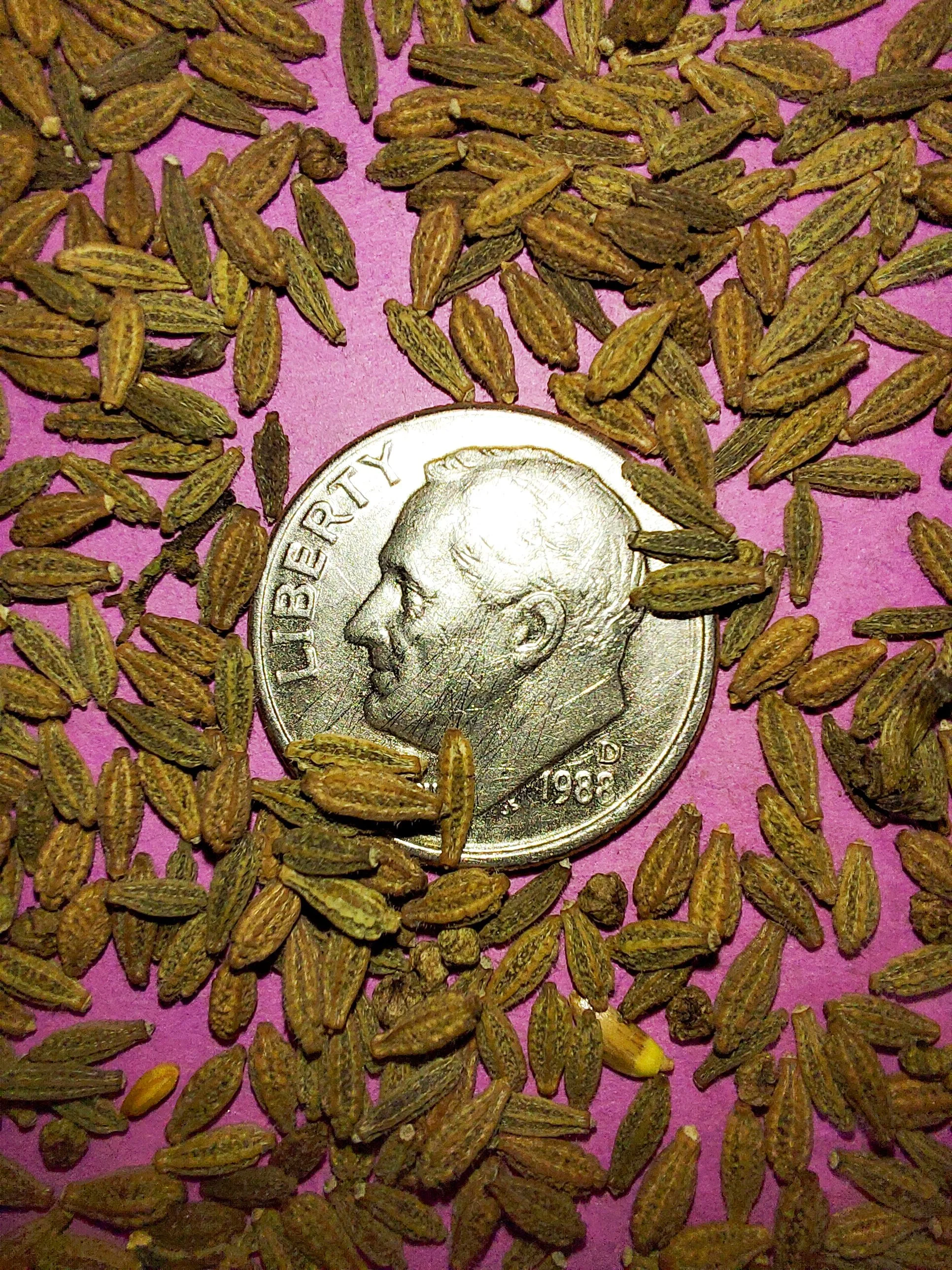 Wild Four O'Clock (Mirabilis nyctaginea)