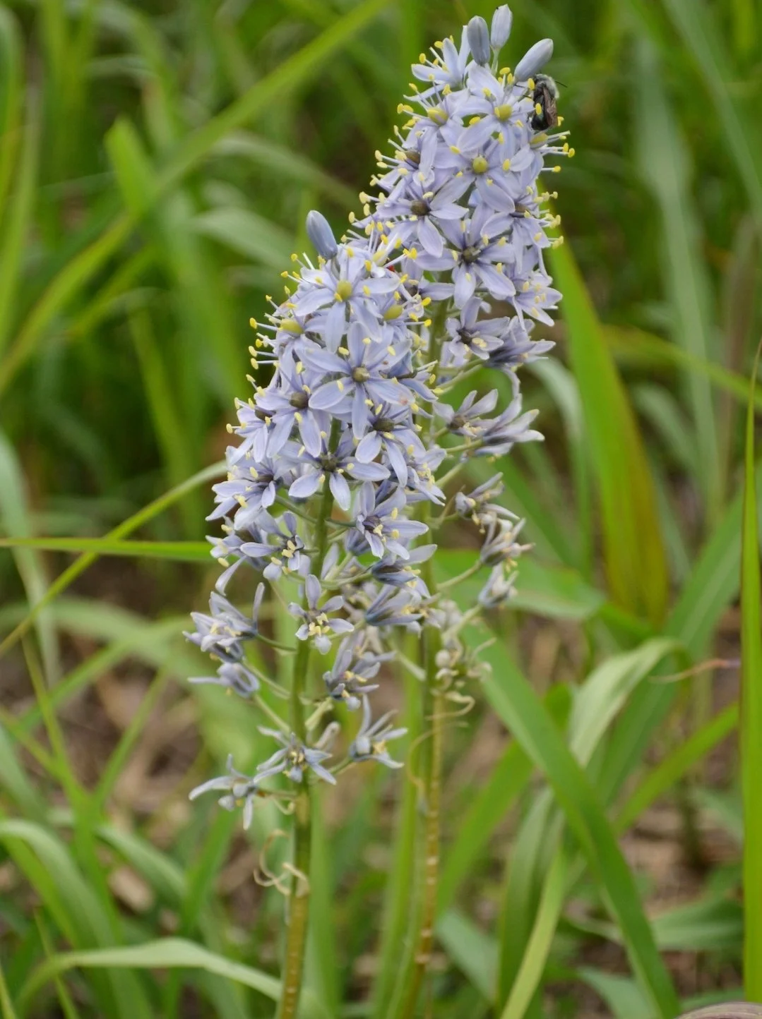 Wild Hyacinth (Camassia scilloides)