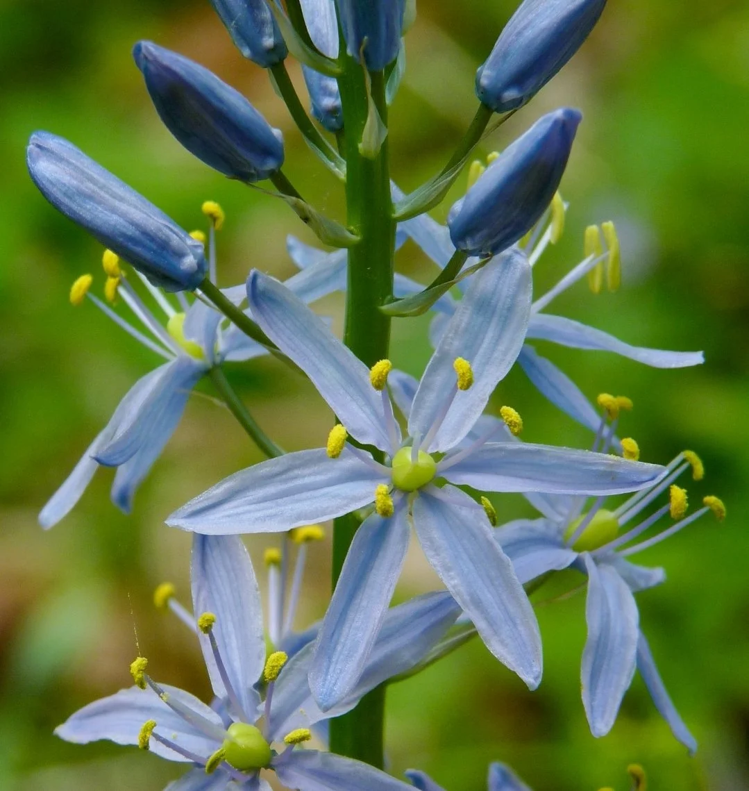 Wild Hyacinth (Camassia scilloides)