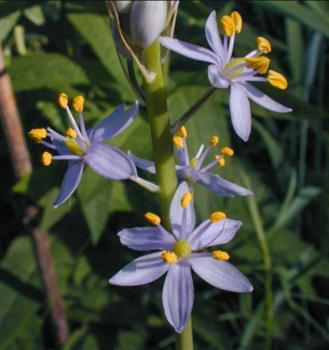 Wild Hyacinth (Camassia scilloides)