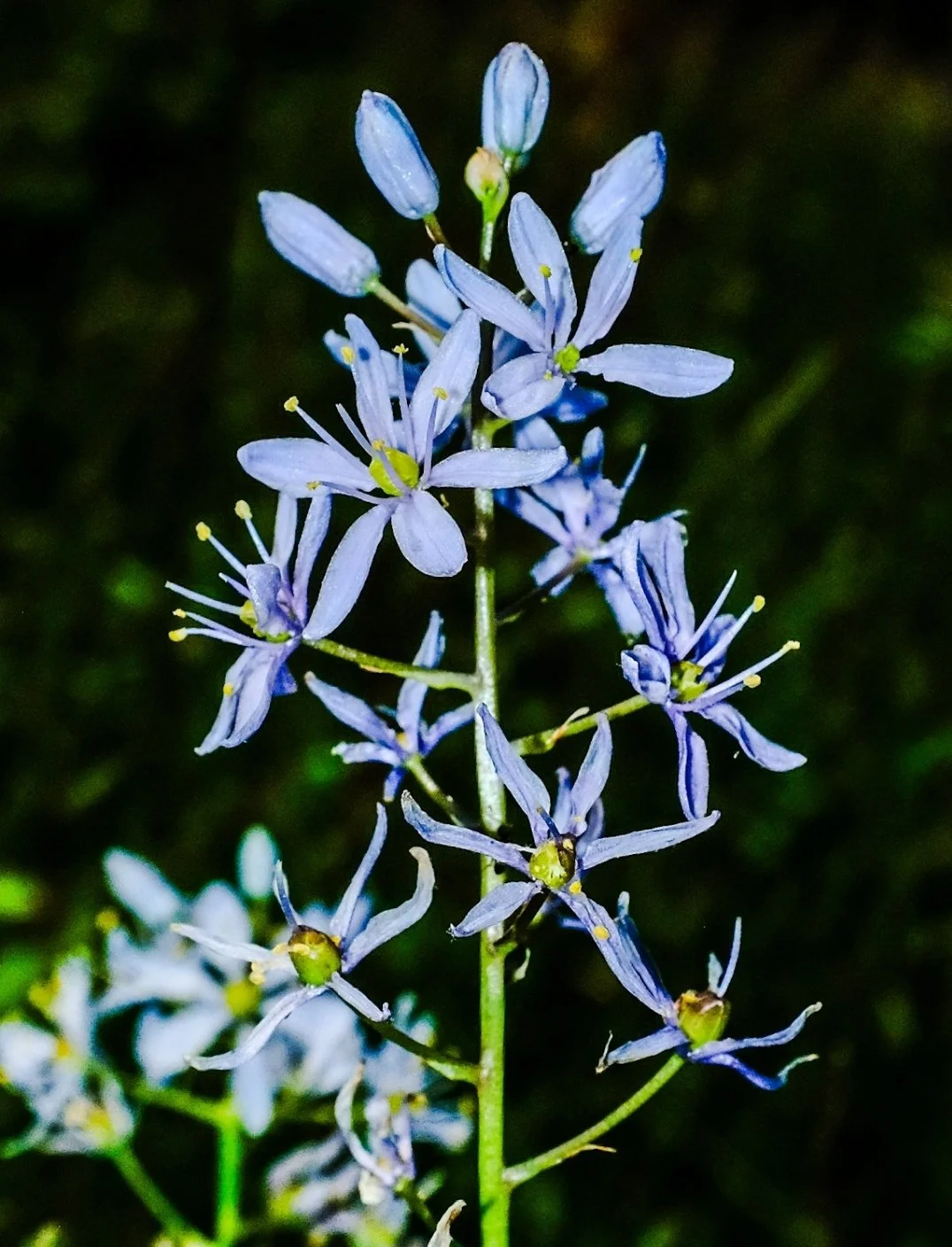 Wild Hyacinth (Camassia scilloides)