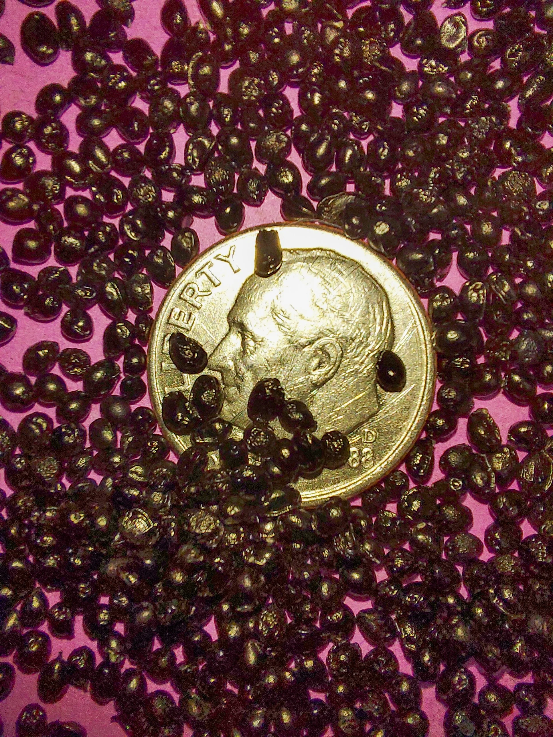 Wild Hyacinth (Camassia scilloides)