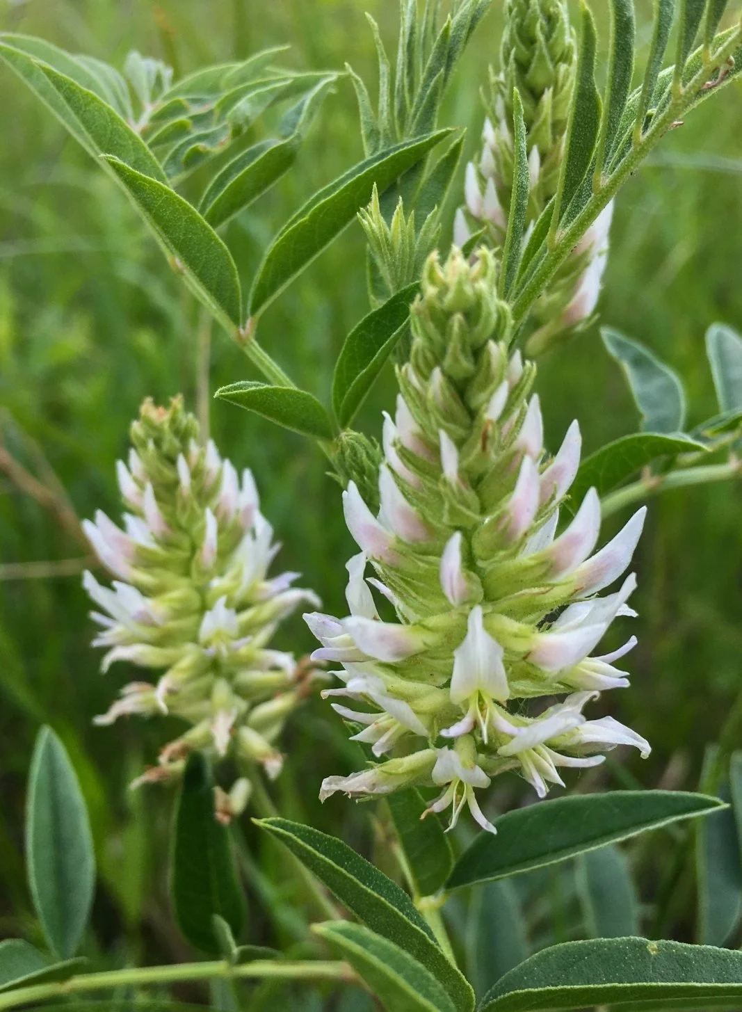 Wild Licorice (Glycyrrhiza lepidota)
