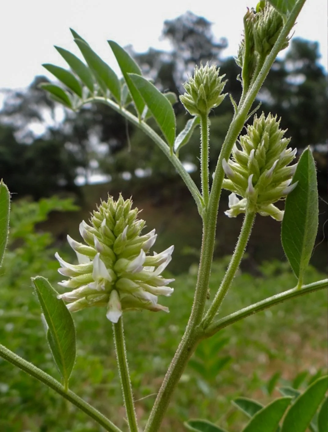 Wild Licorice (Glycyrrhiza lepidota)