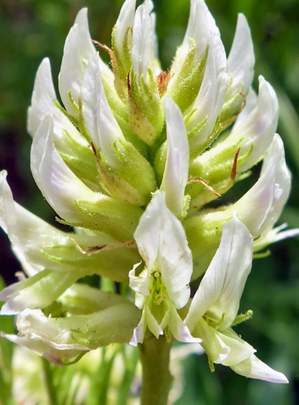 Wild Licorice (Glycyrrhiza lepidota)