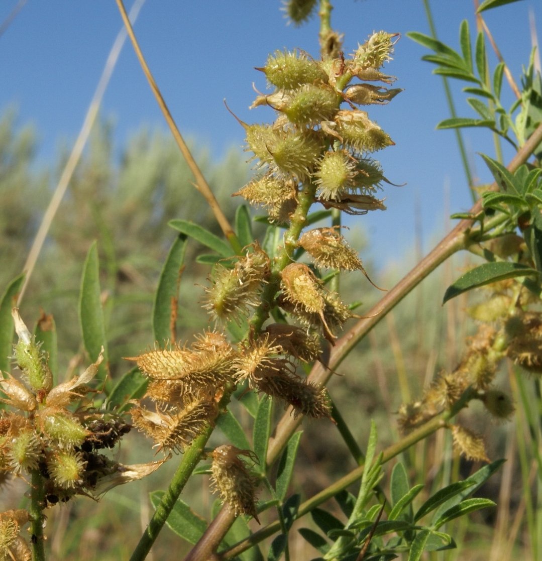 Wild Licorice (Glycyrrhiza lepidota)