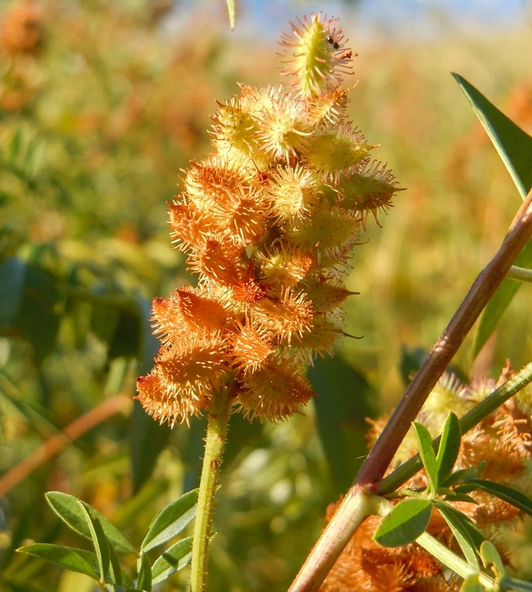 Wild Licorice (Glycyrrhiza lepidota)