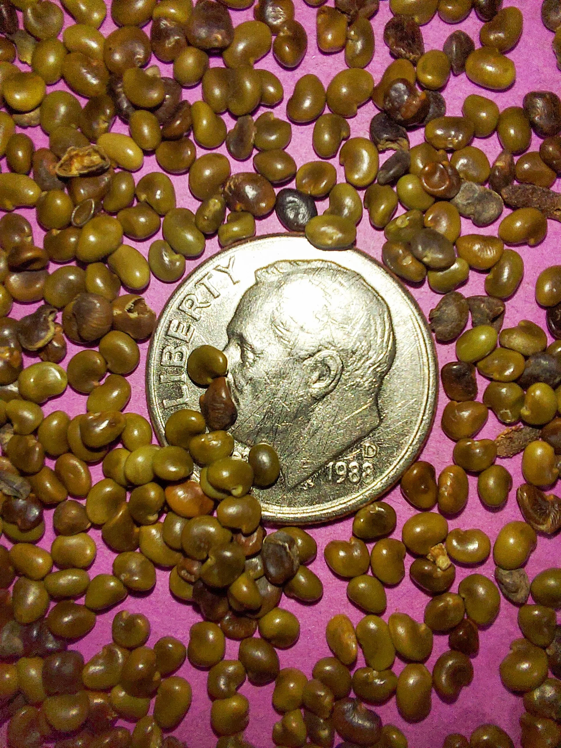 Wild Licorice (Glycyrrhiza lepidota)