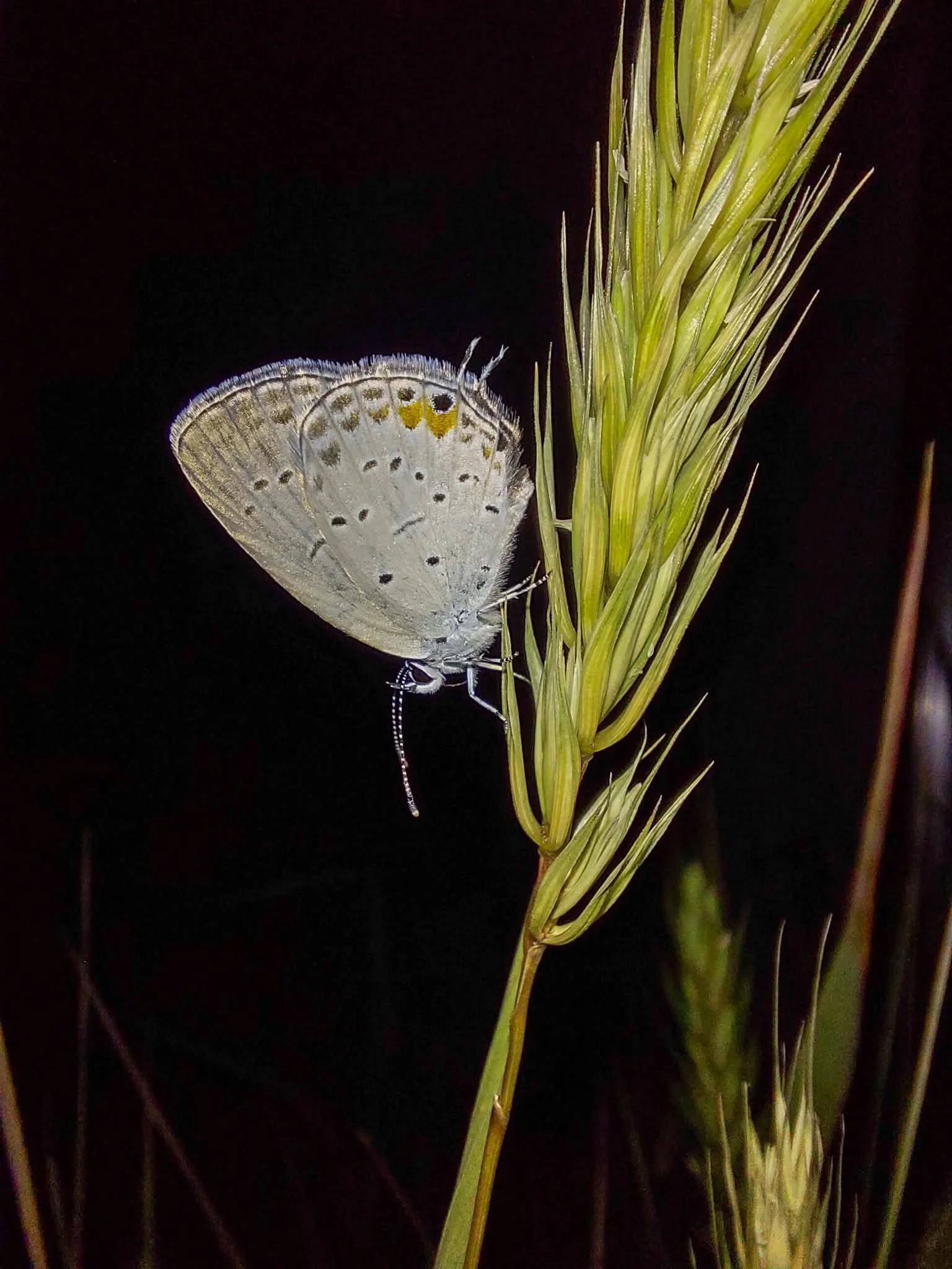 Virginia Wild Rye (Elymus virginicus)