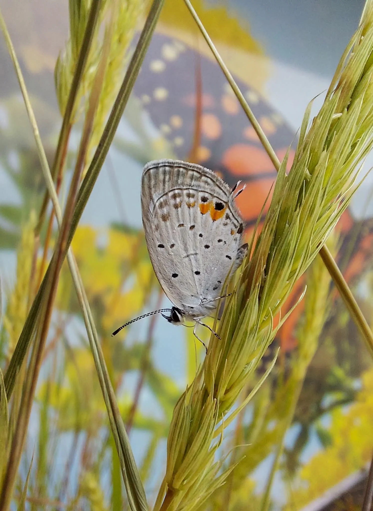 Virginia Wild Rye (Elymus virginicus)