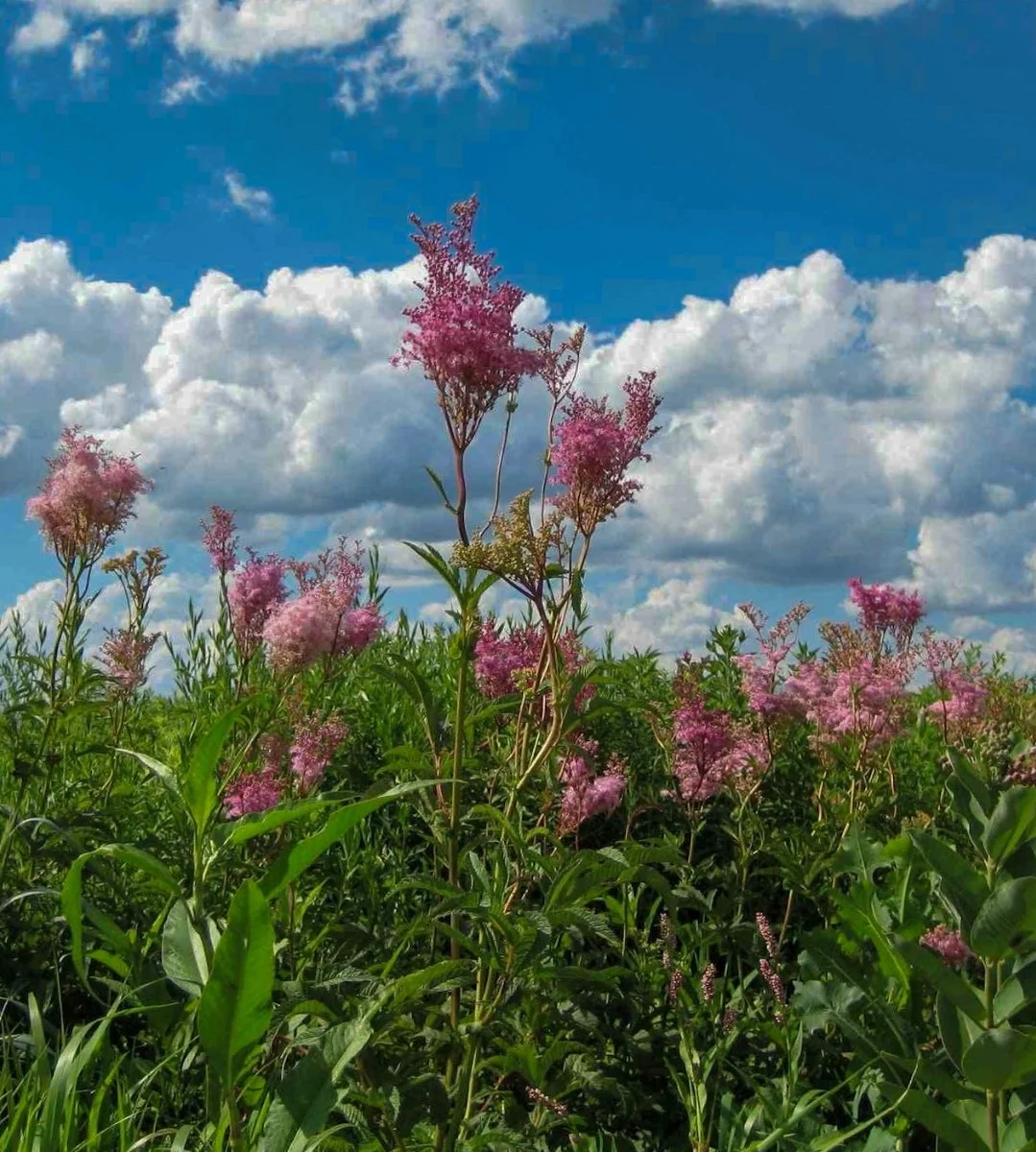 thumbnail image 2 of Azure Blue Sage Wildflower Seeds – 150 Seeds By Everwilde Farms (2024) 2 of 6