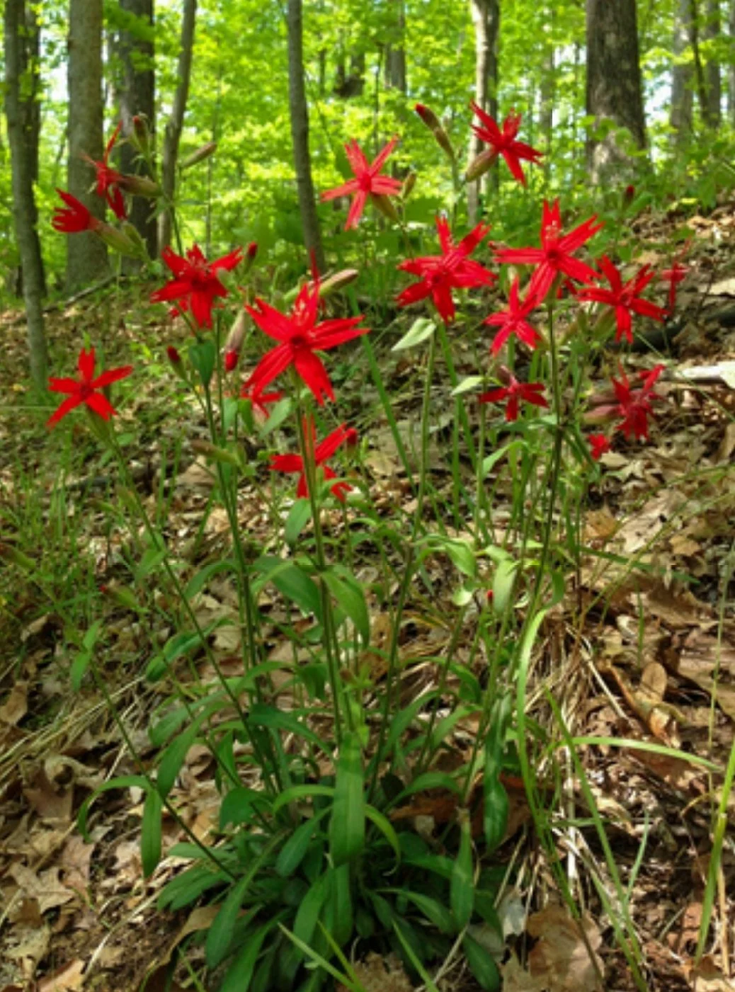 Fire Pink (Silene virginica)