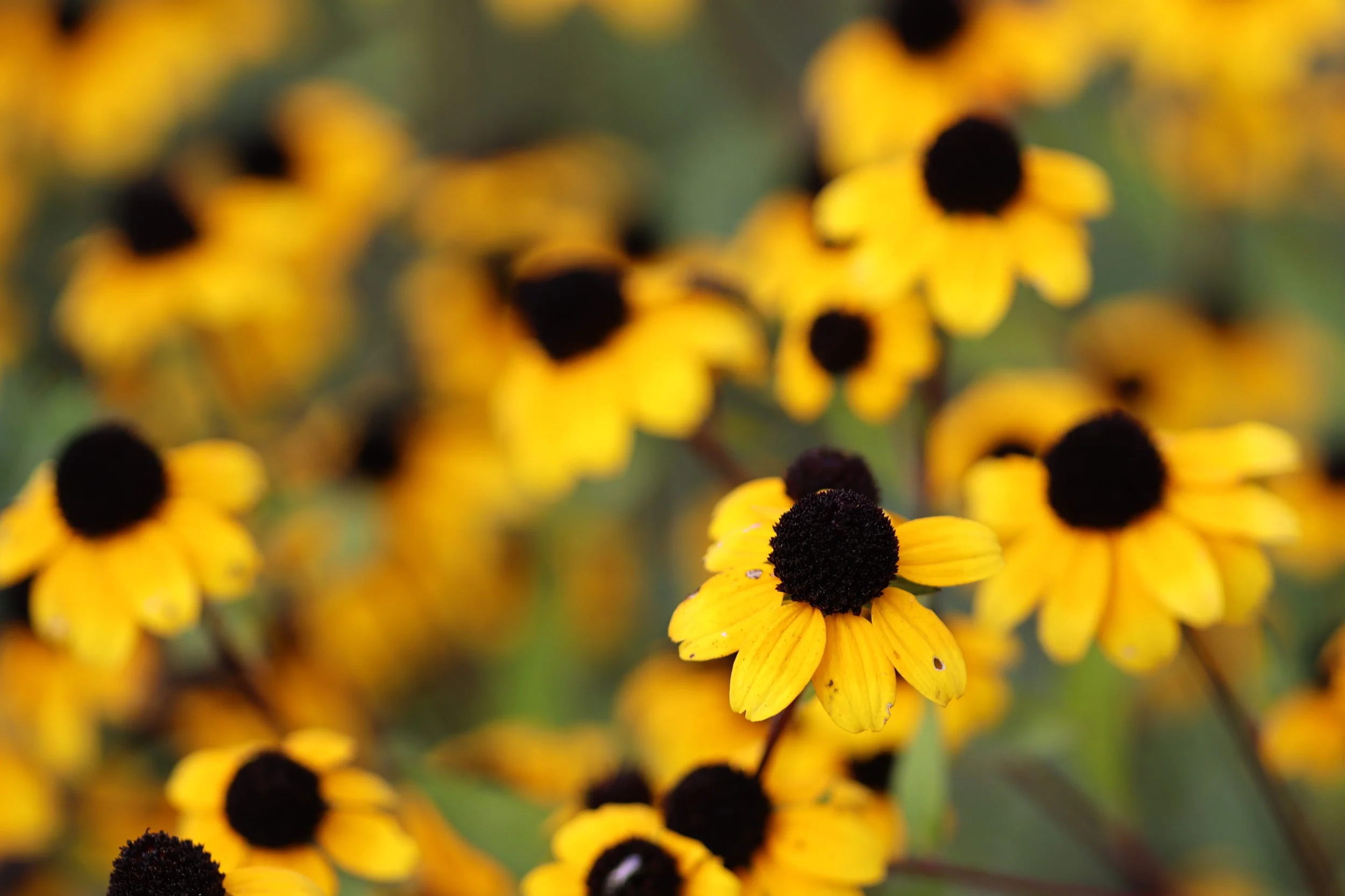 Brown-Eyed Susan (Rudbeckia triloba)
