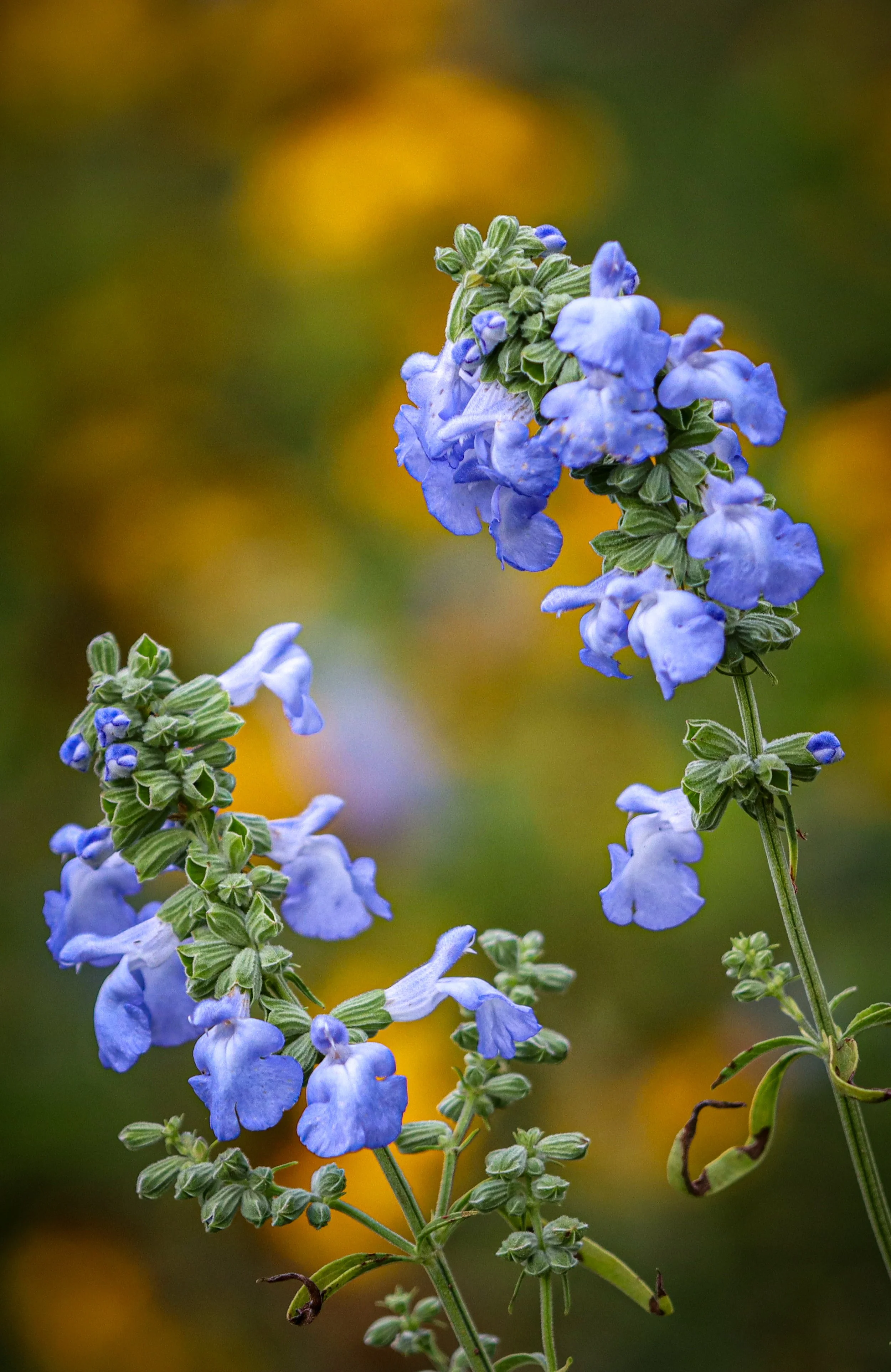 Blue Sage (Salvia azurea)
