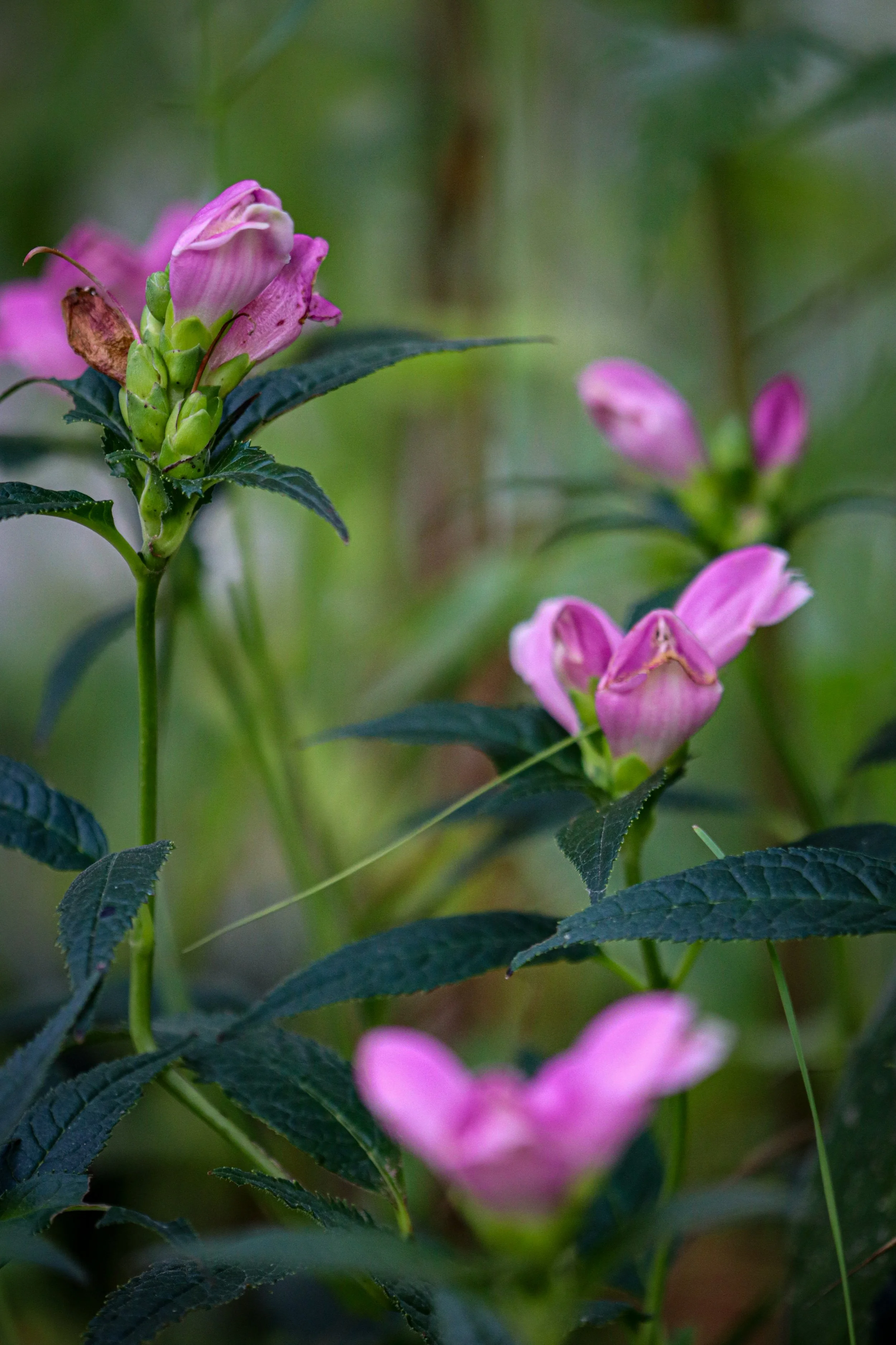 Pink Turtlehead (Chelone obliqua)
