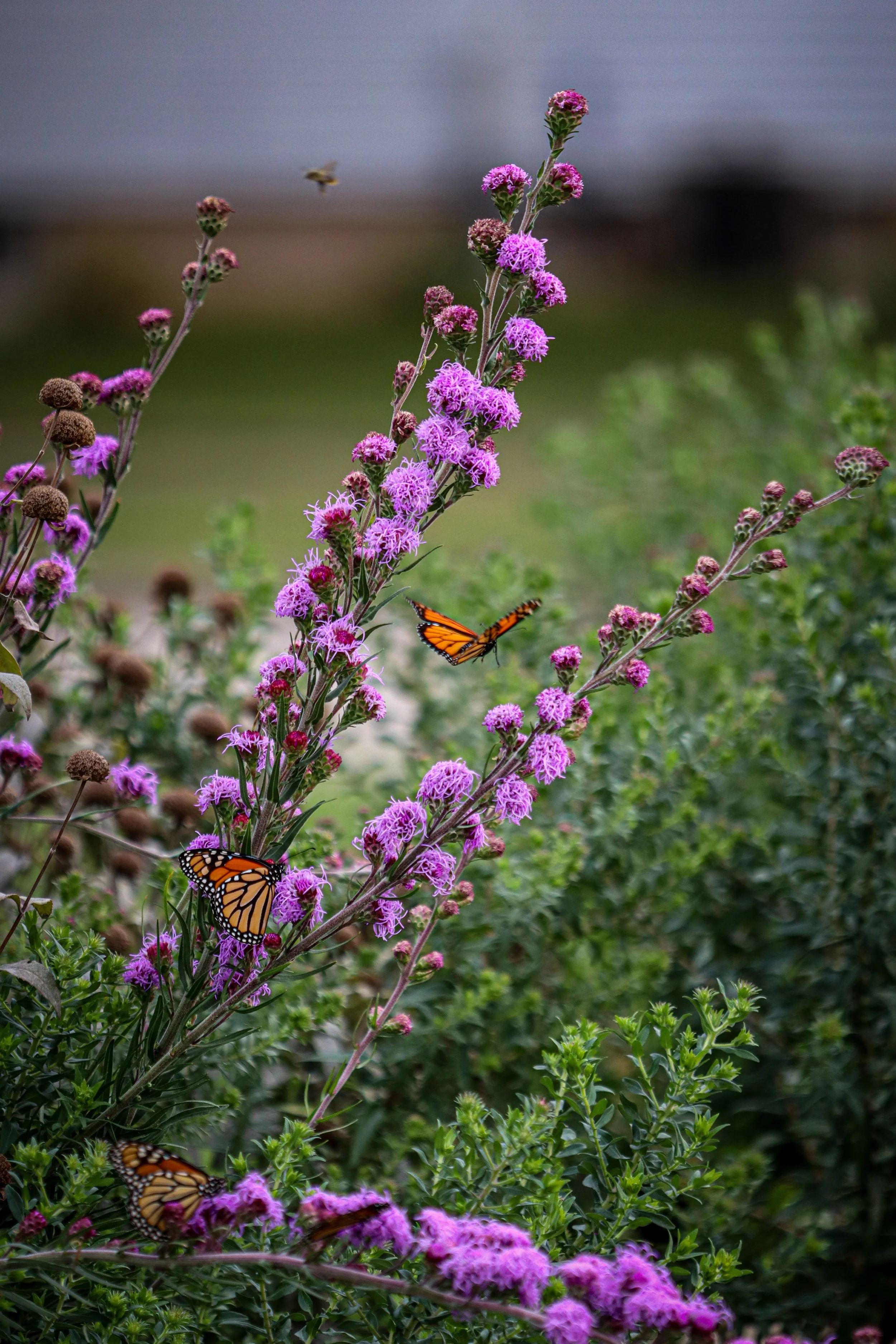 Meadow Blazing Star (Liatris ligulistylis)