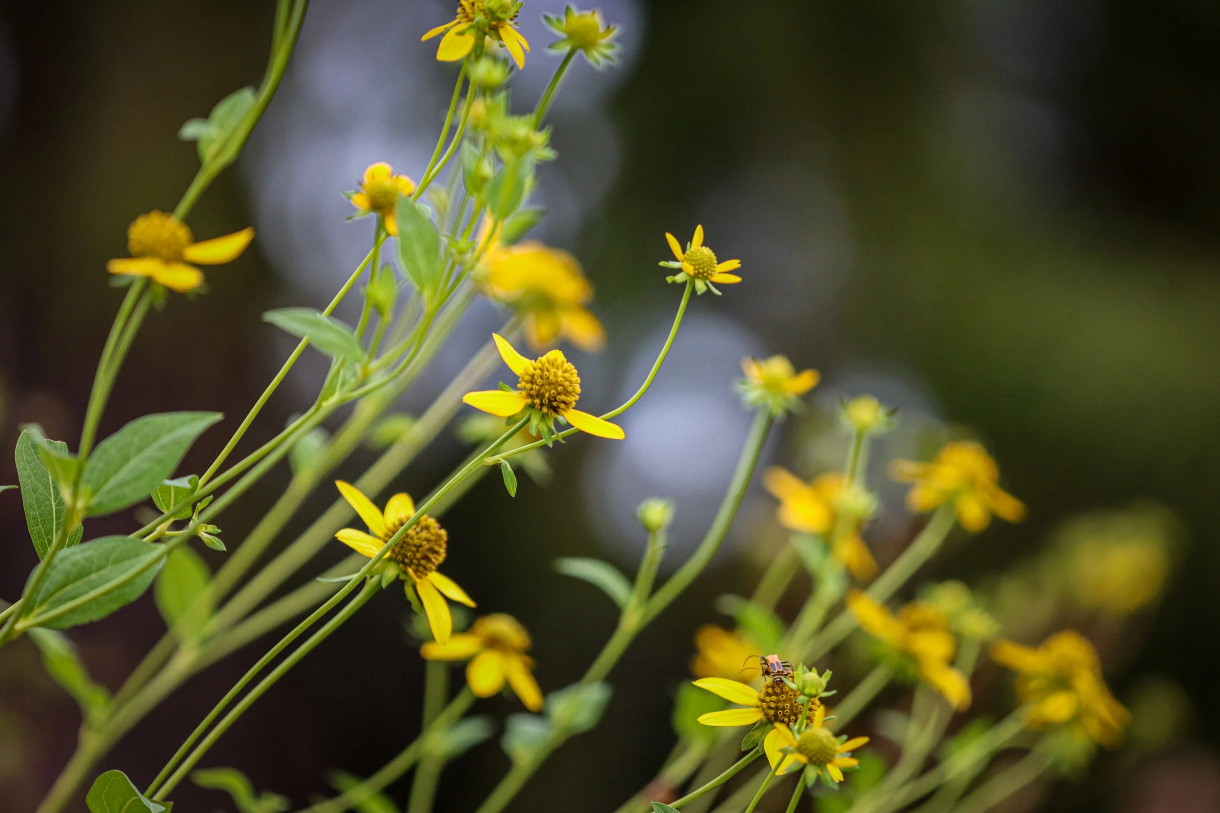 Gold-Eye Susans (Rudbeckia laciniata)
