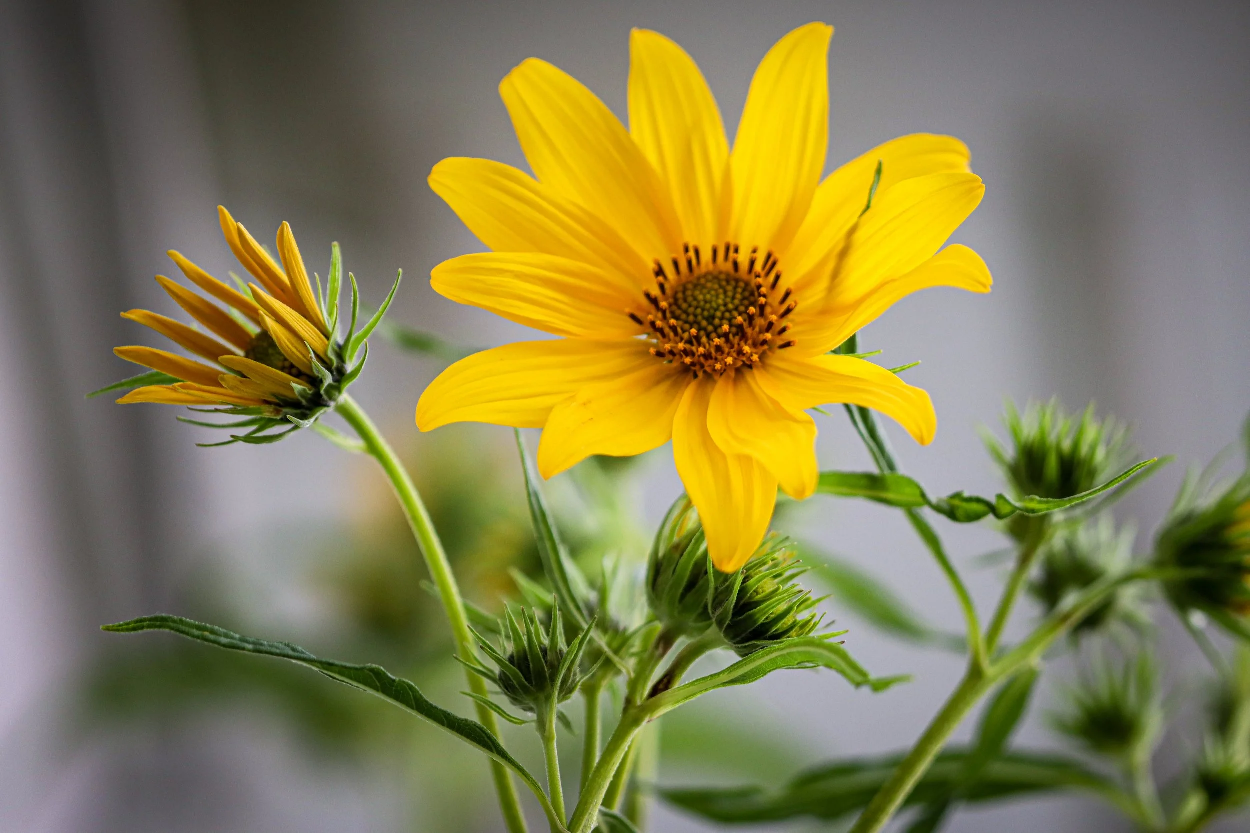Maximilian's Sunflower (Helianthus maximiliani)