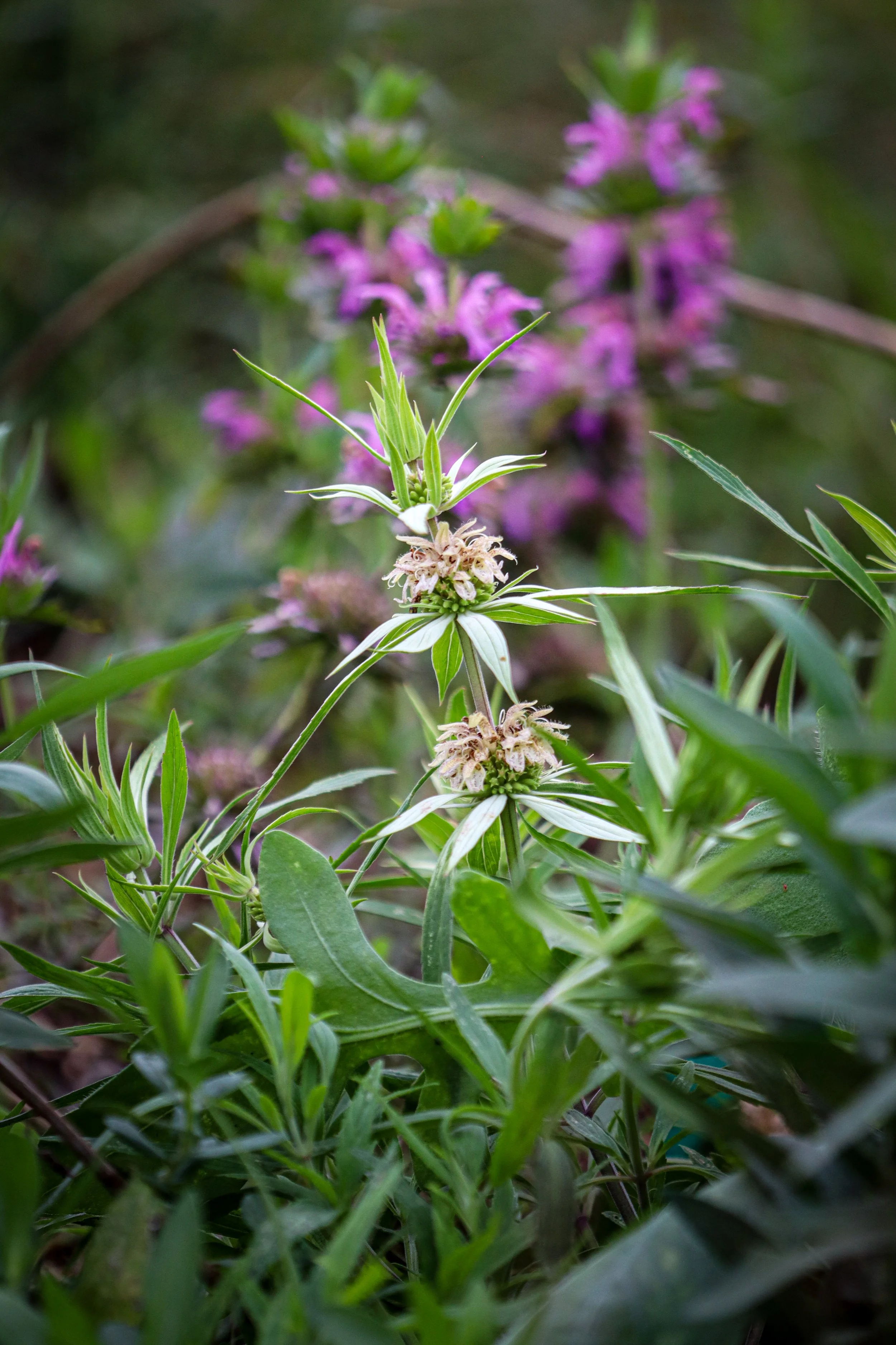 Dotted Mint (Monarda punctata)