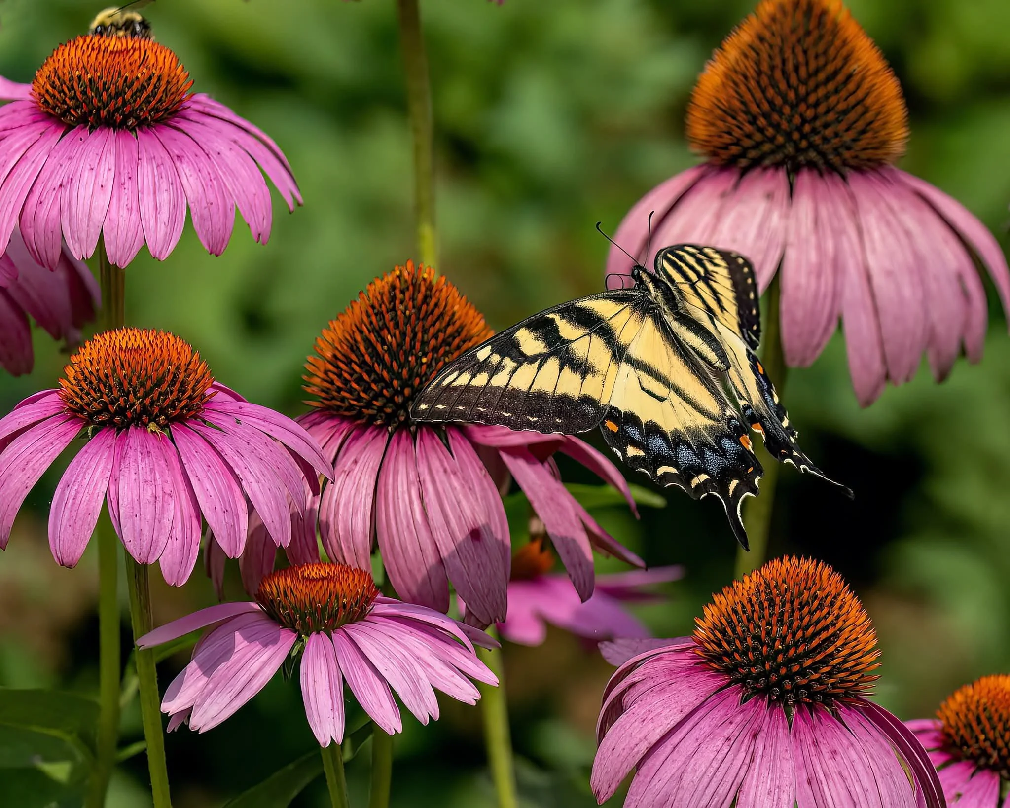 Purple Coneflower (Echinacea purpurea) 