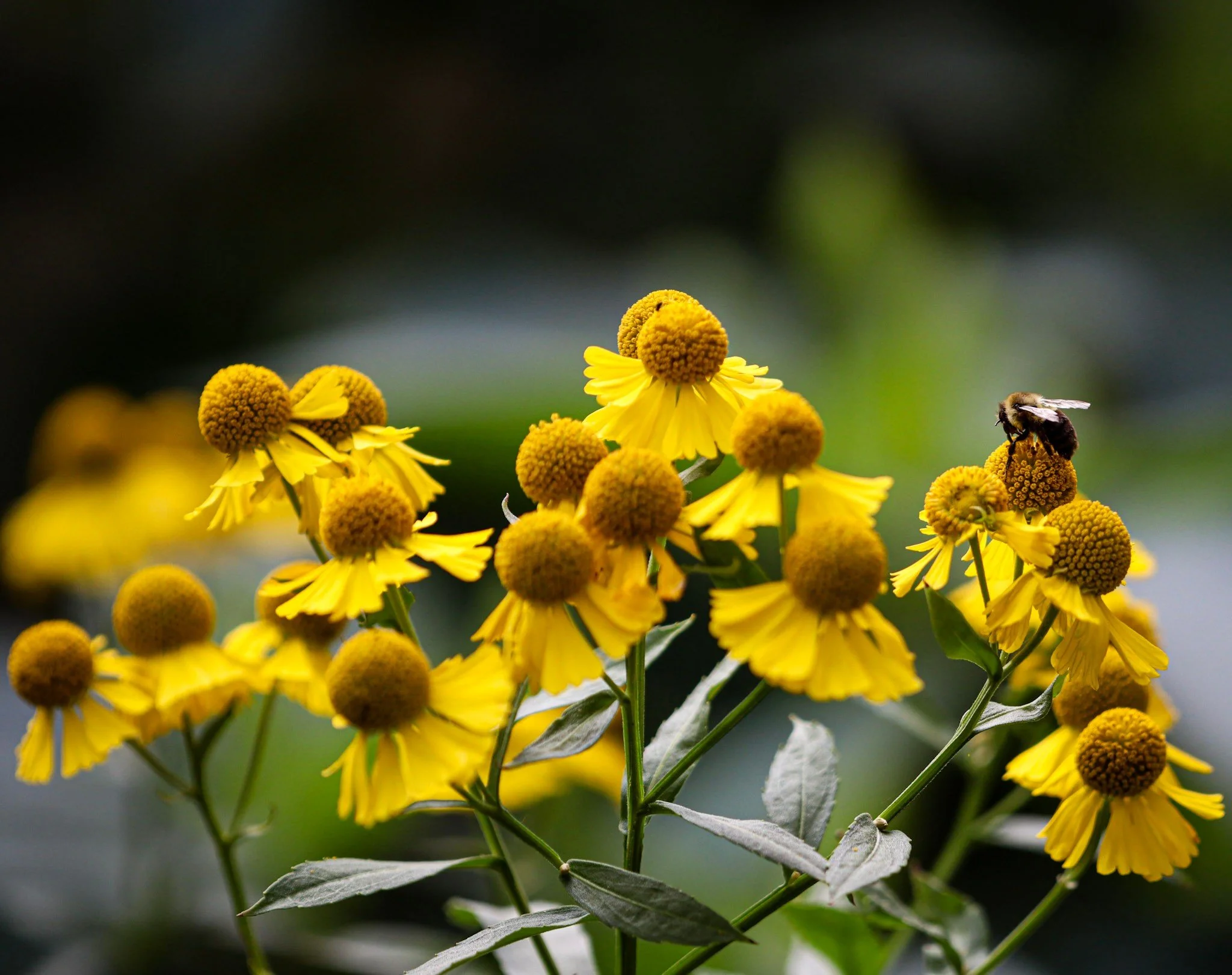 Sneezeweed (Helenium autumnale) 