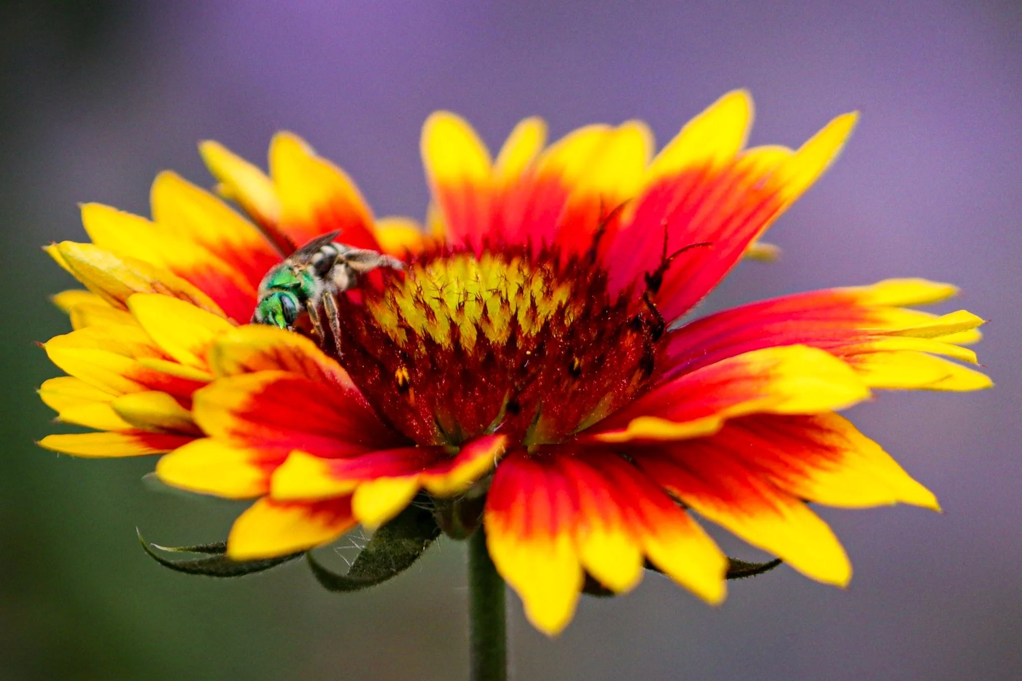 Blanketflower (Gaillardia aristata)