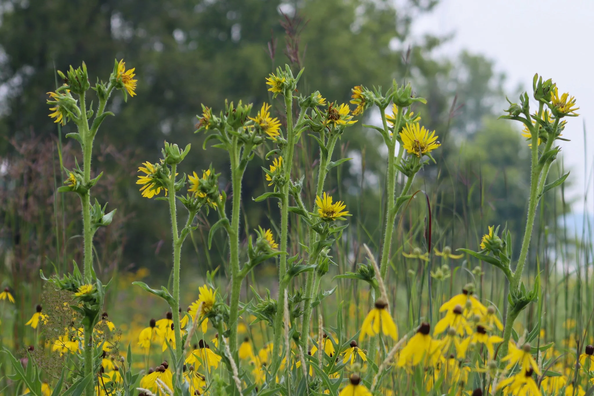 Compass Plant (Silphium laciniatum)