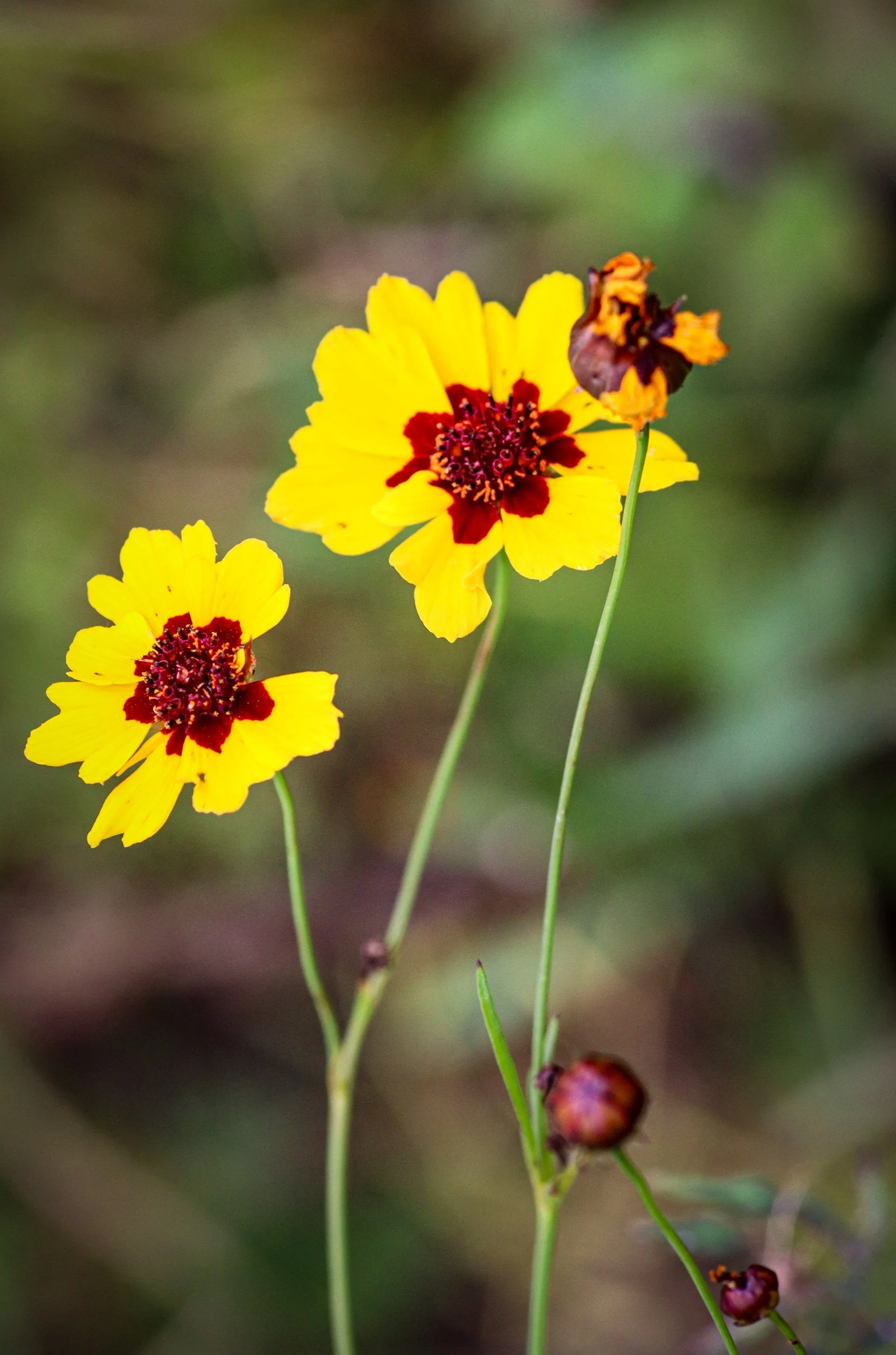 Plains Coreopsis (Coreopsis tinctoria)