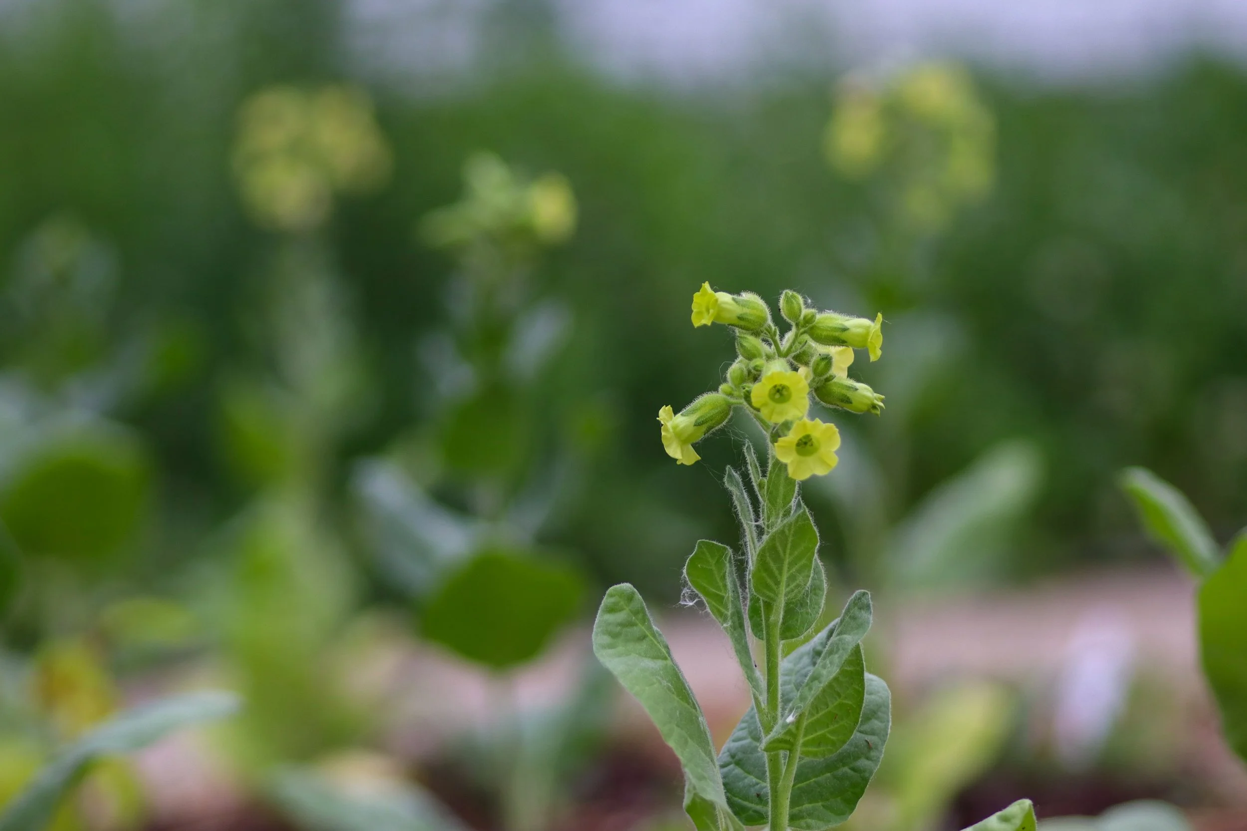Midewiwan Mapacho (Nicotiana rustica)