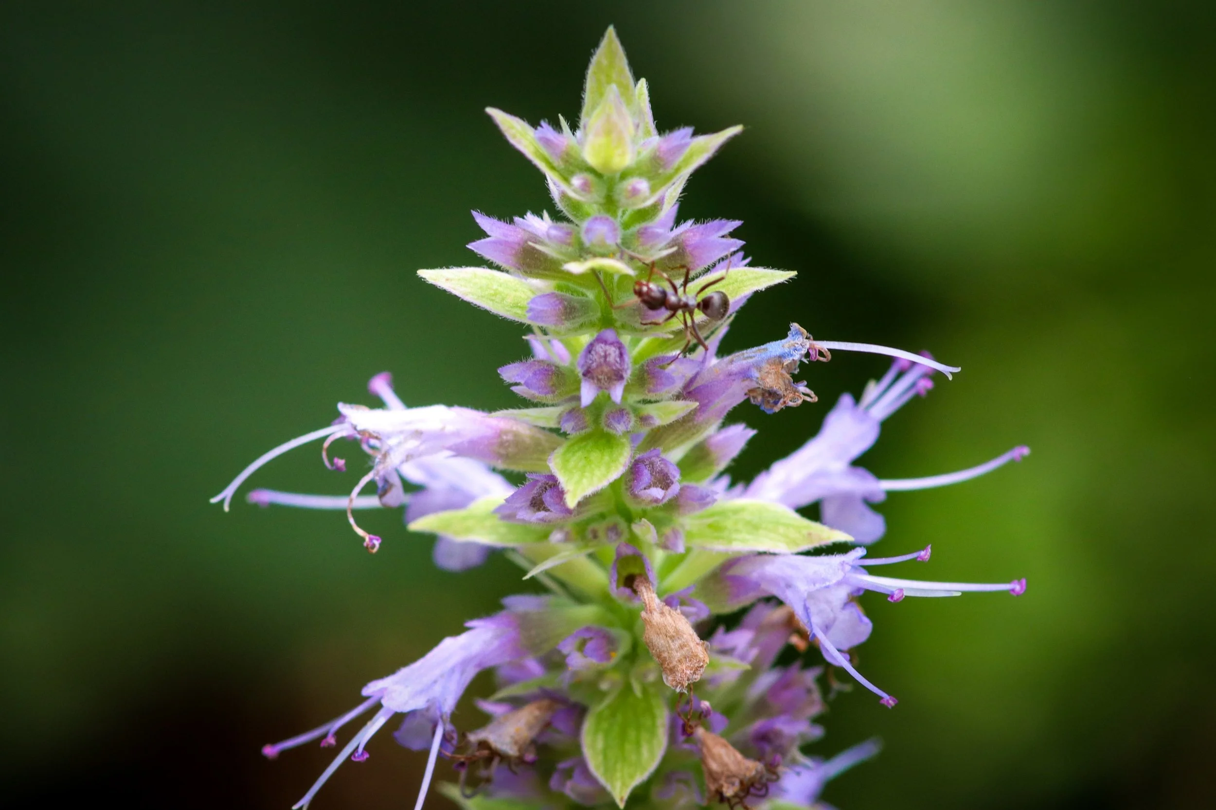 Anise Hyssop (Agastache foeniculum)