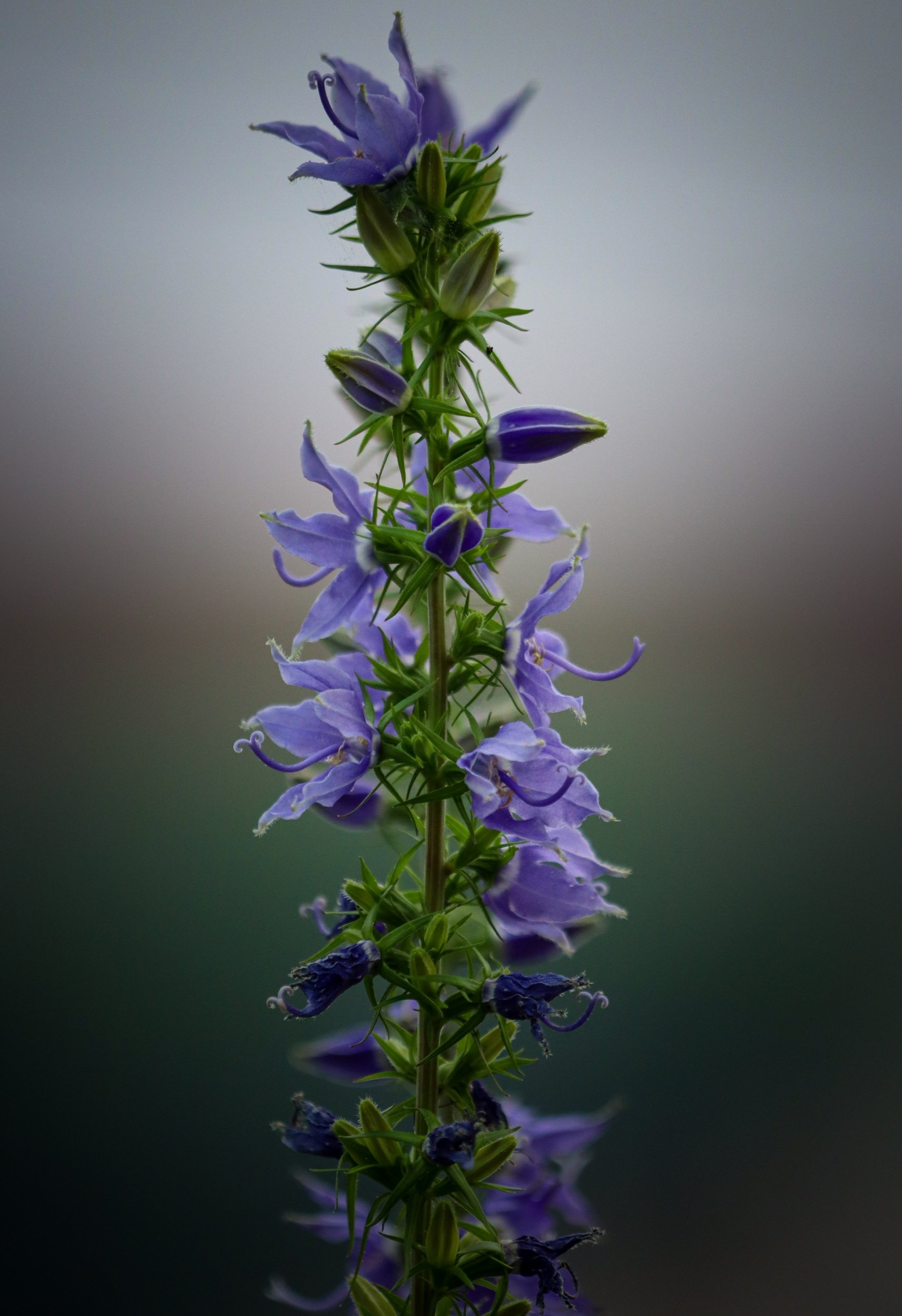 American Bellflower (Campanula americana)