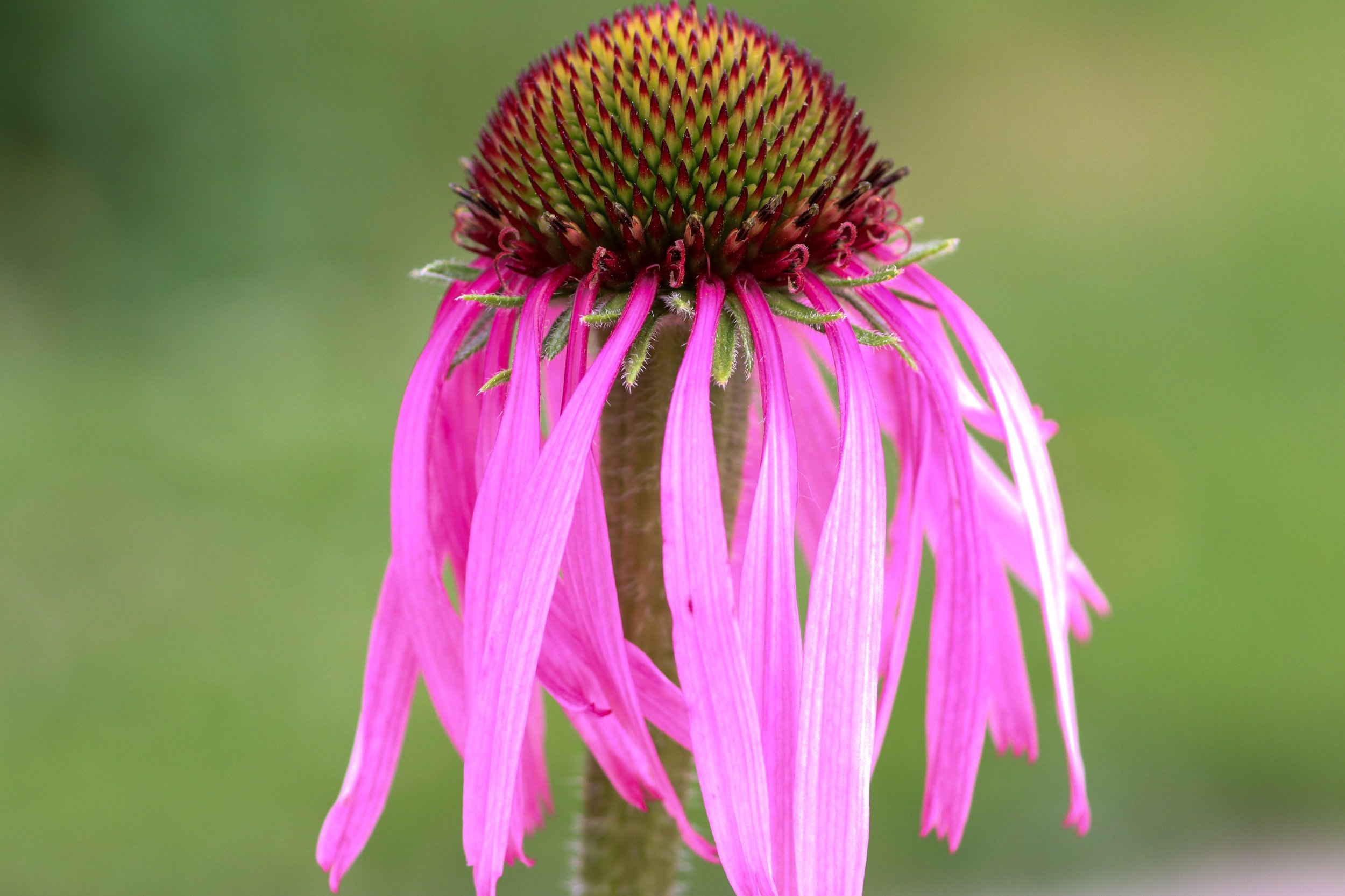 Pale Purple Coneflower (Echinacea pallida)