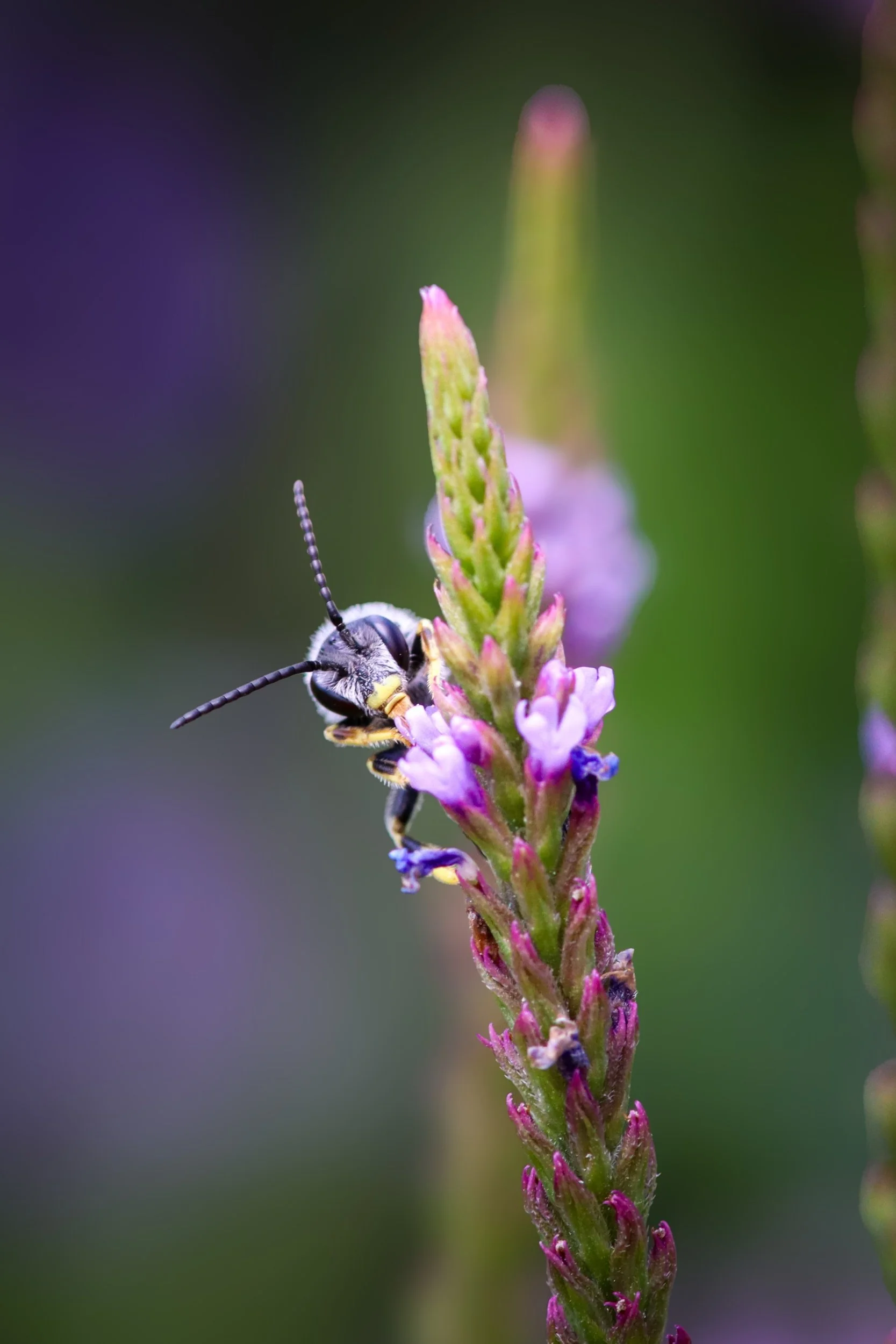 Blue Vervain (Verbena hastata)